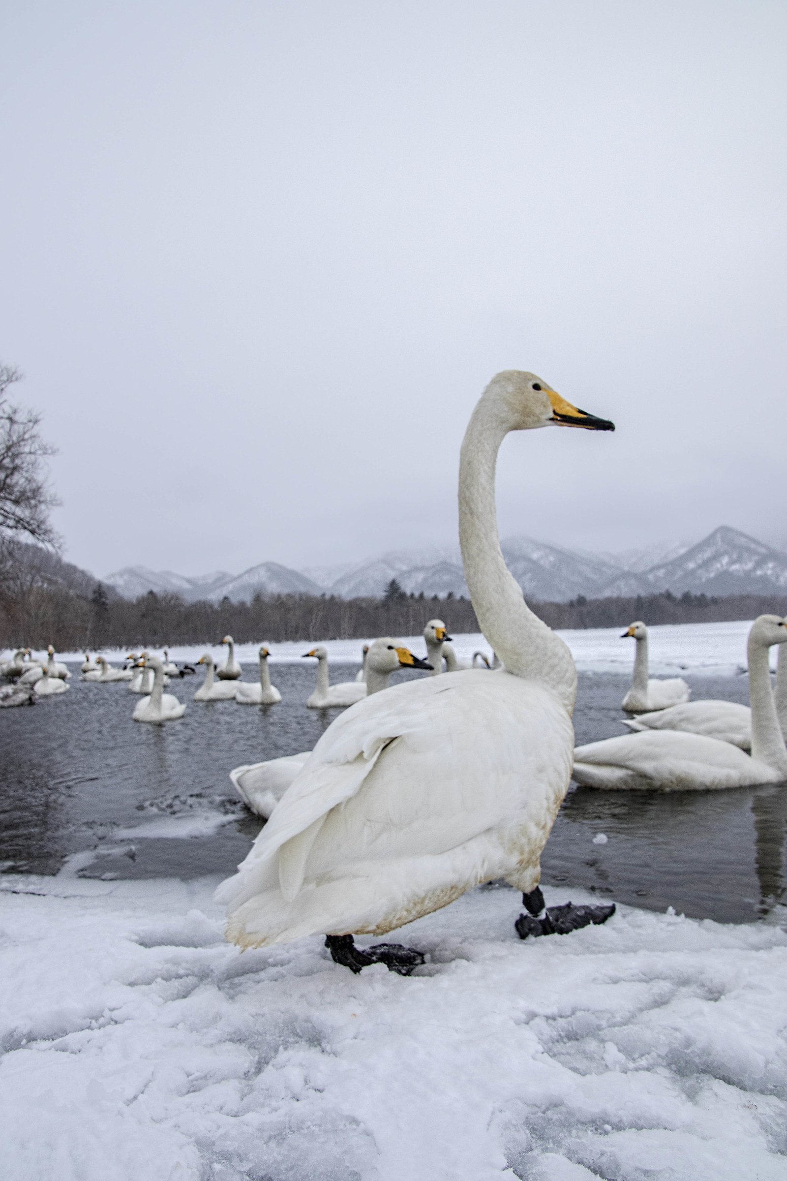 Swan Lake