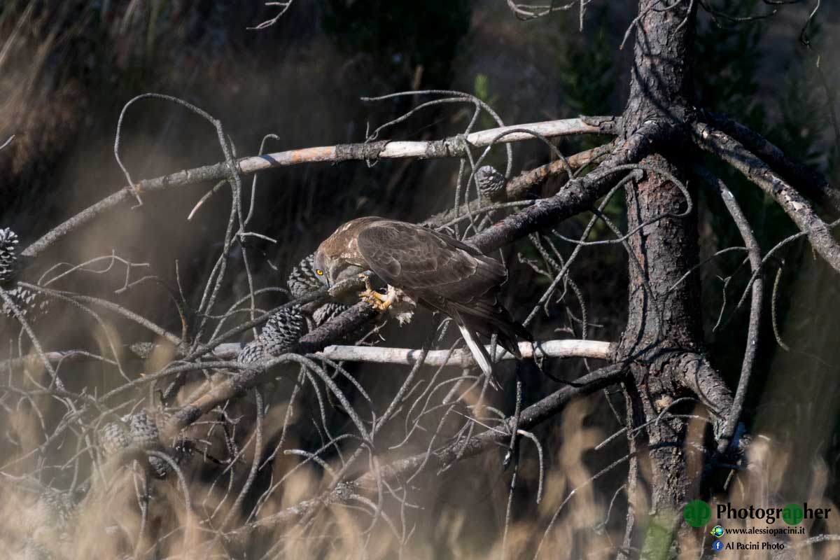 Knife with wasps nest