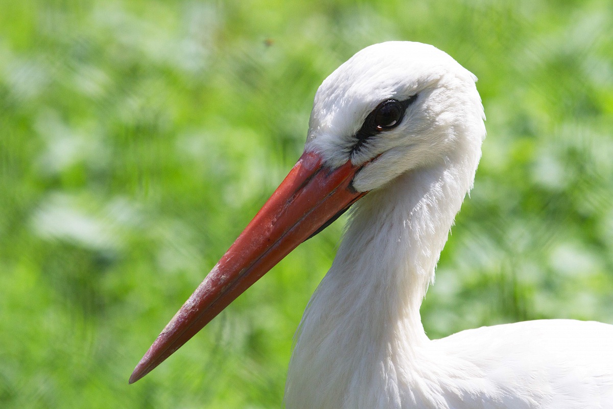 Il dolce sguardo della cicogna