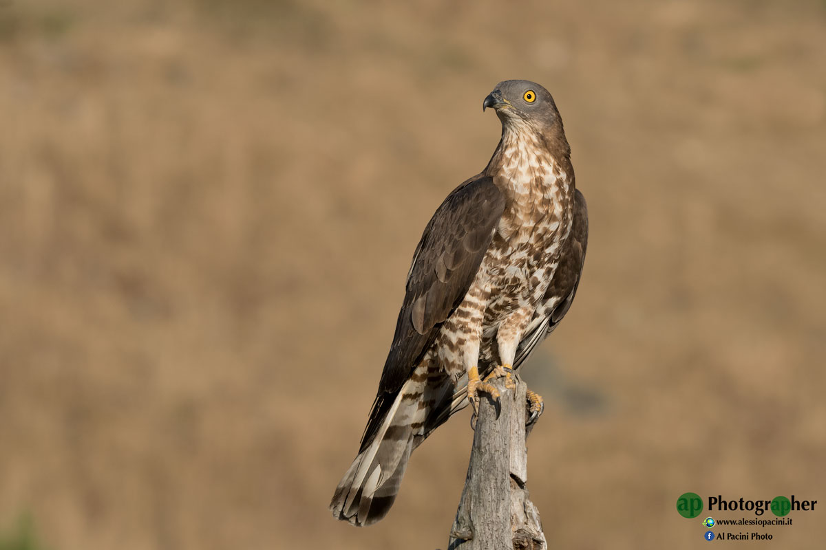 Pesciaiolo (no crop)