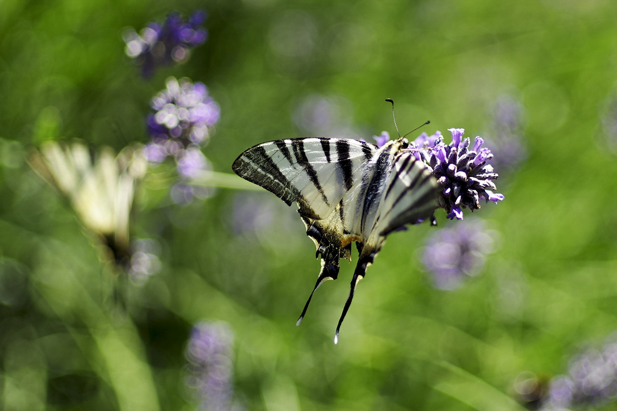 .Iphiclides podalirius 1