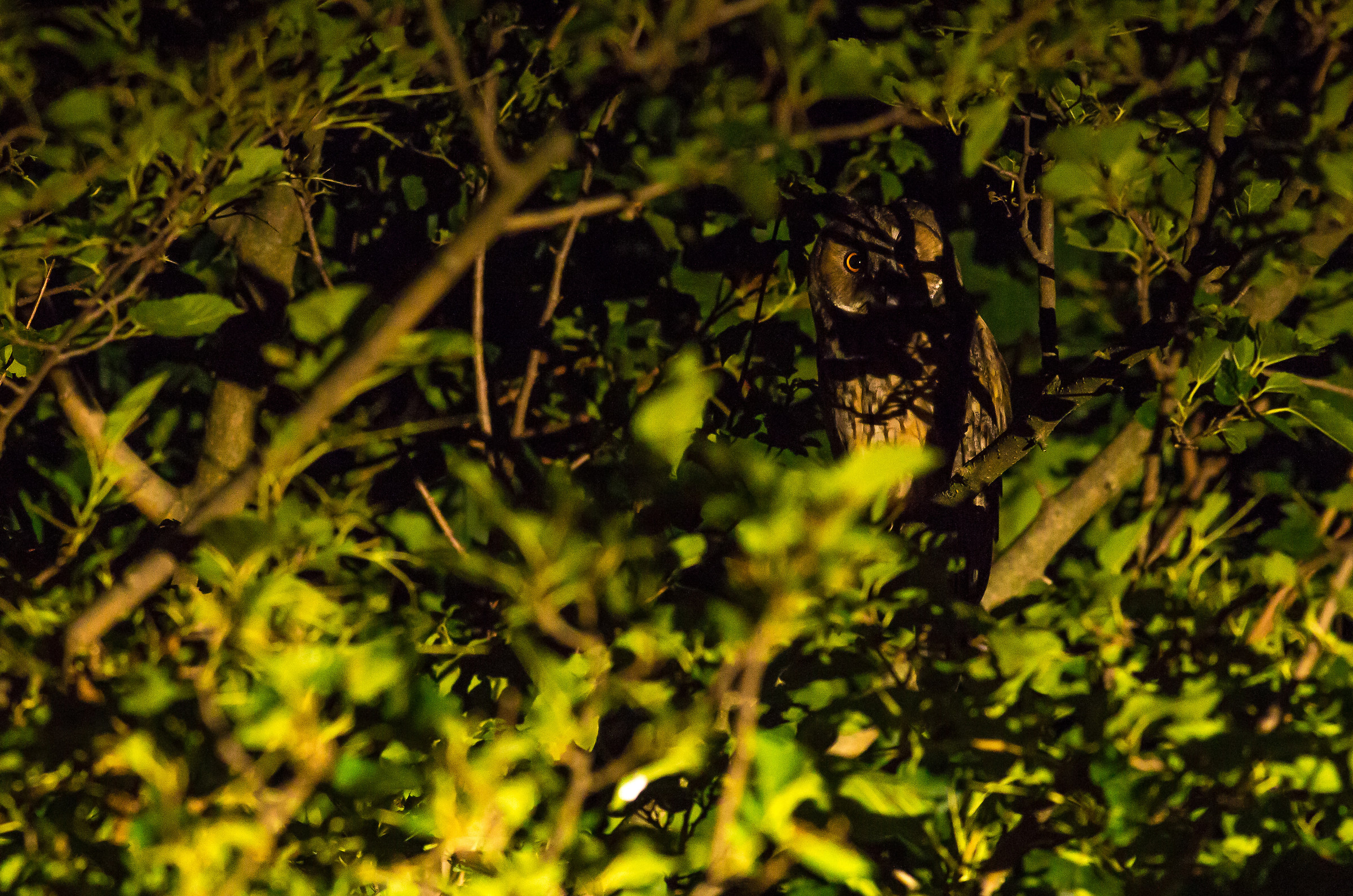 Common owl