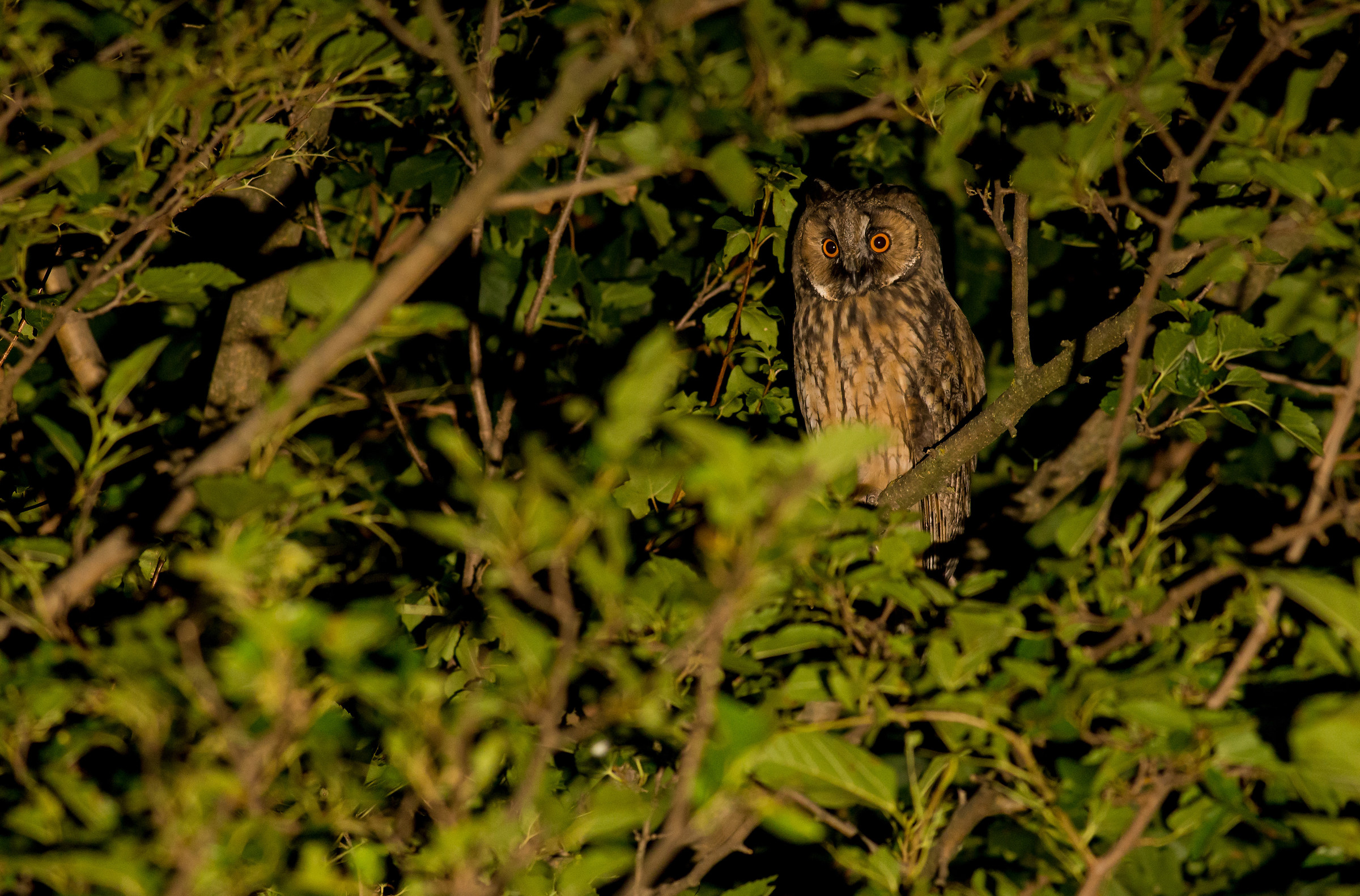 Common owl