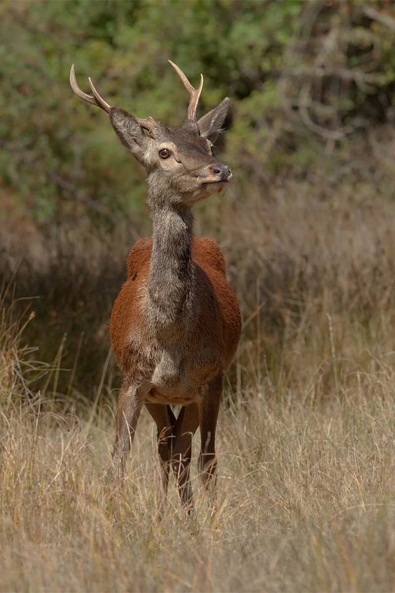 Cervo Sardo giovane