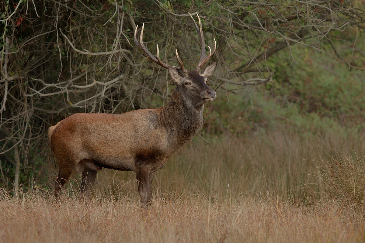 Cervo Sardo Maschio dominante