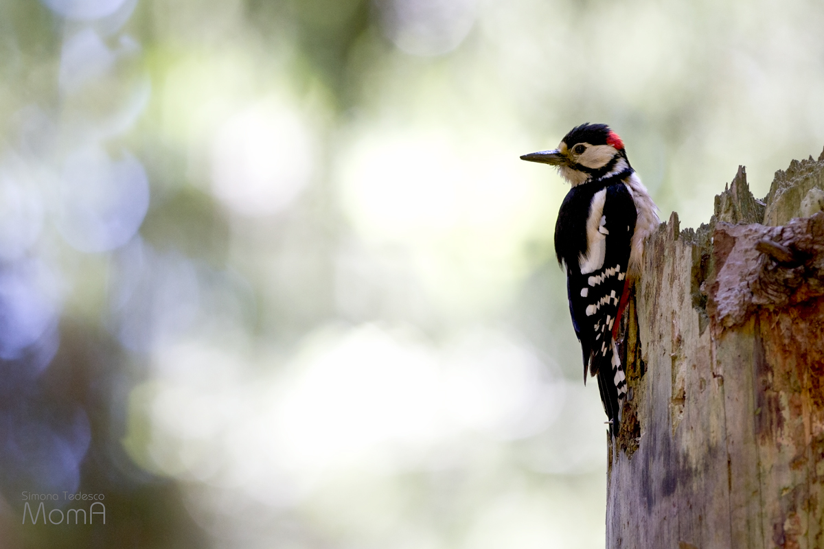 Woodpecker