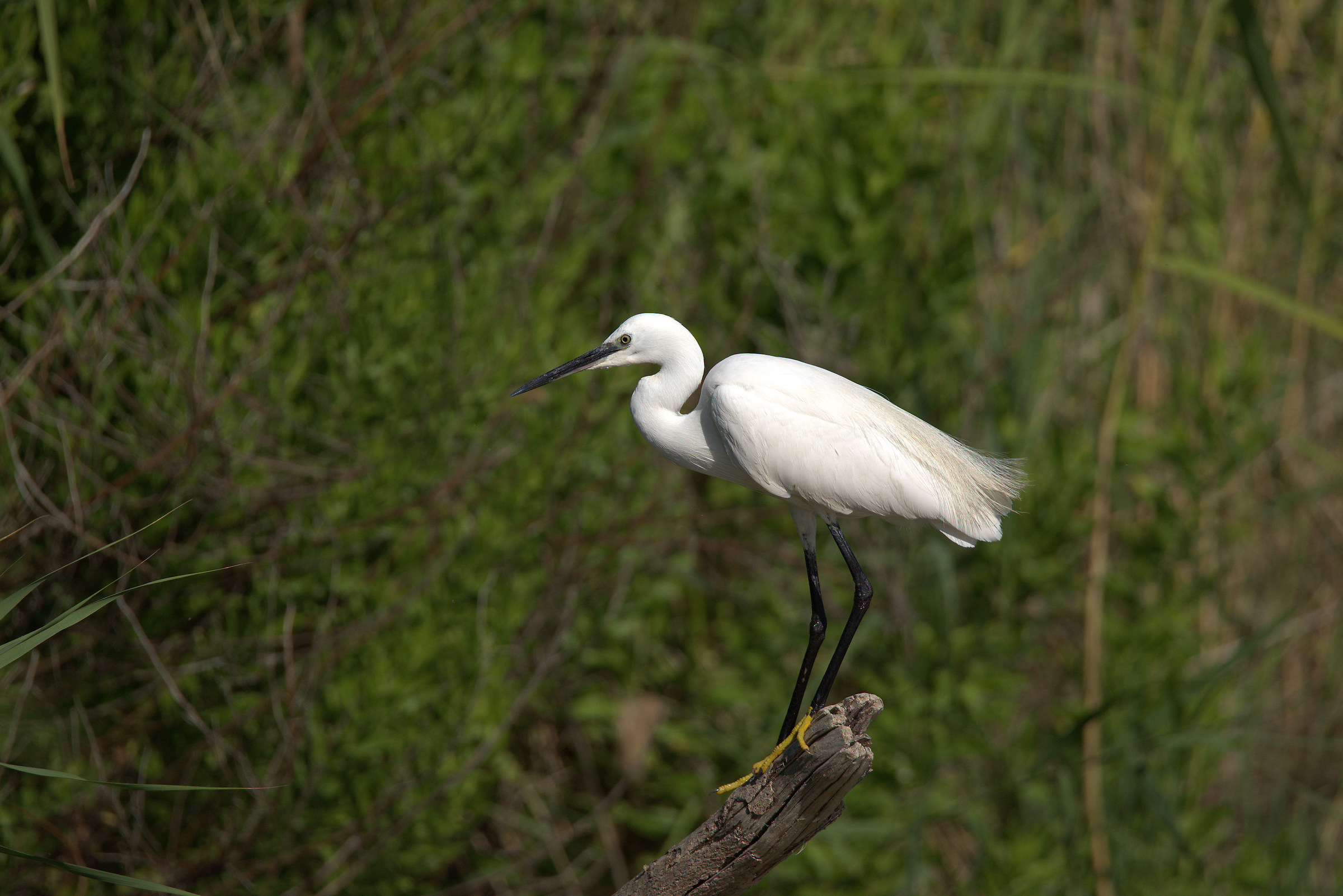 Egret