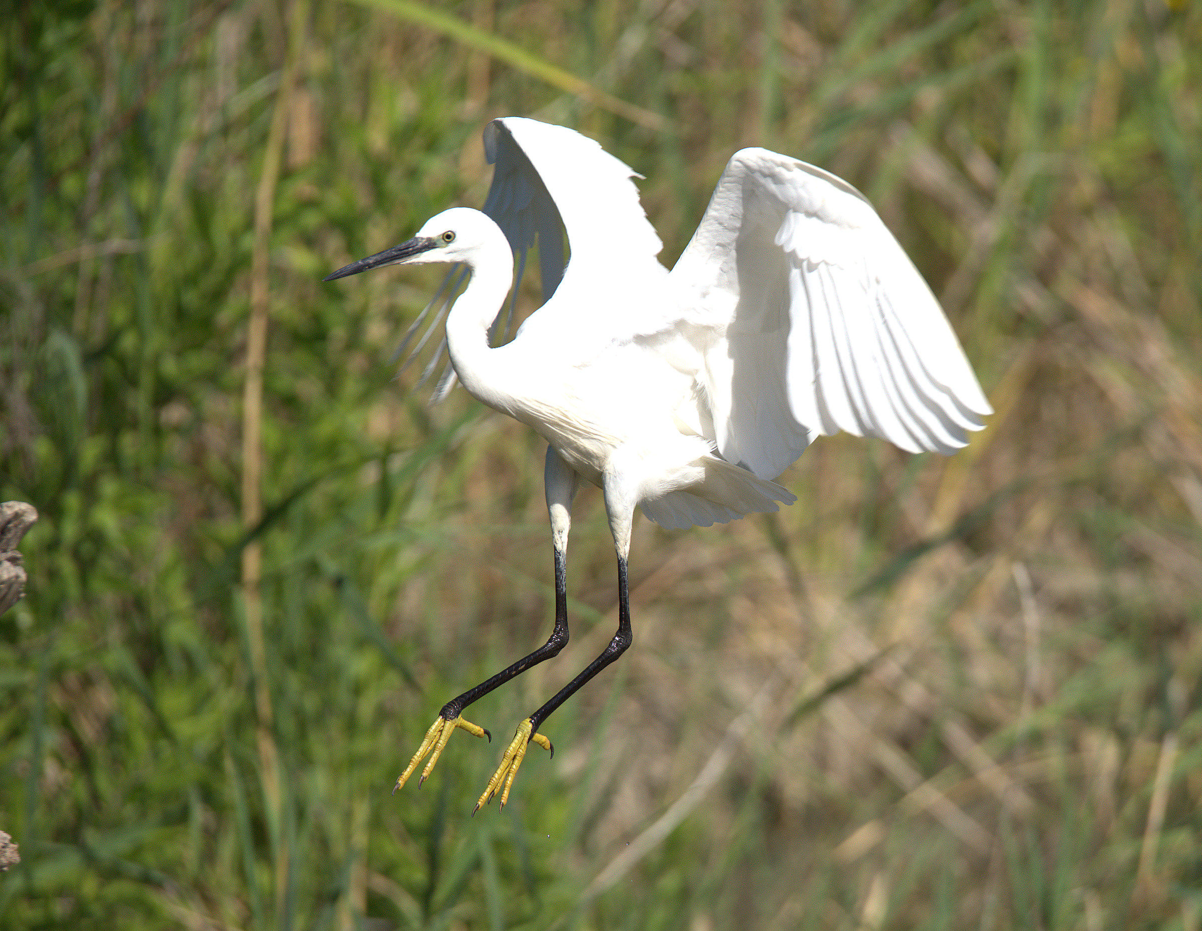 Egret