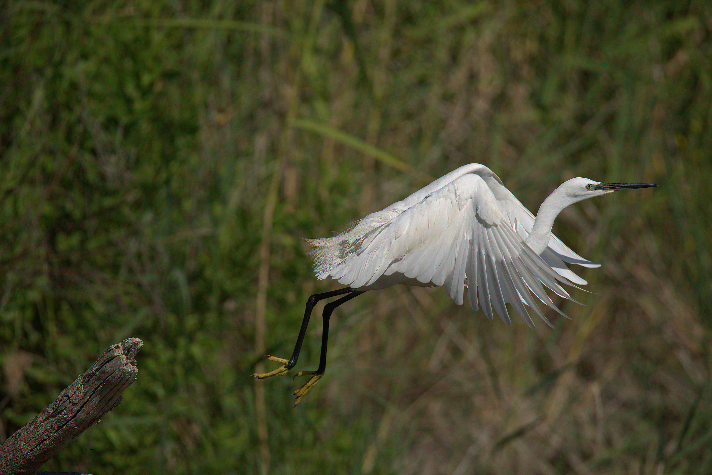 Egret
