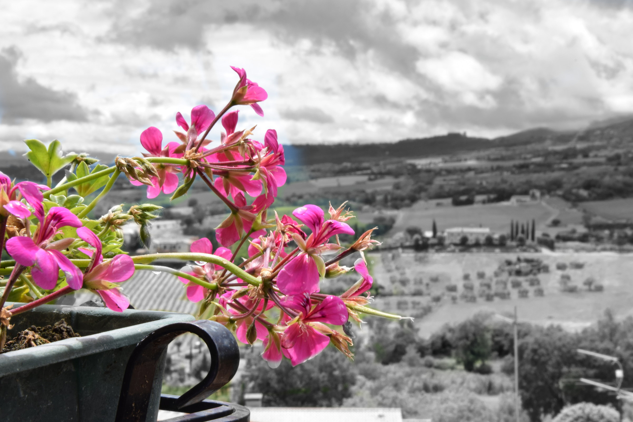Geranium of Montepulciano
