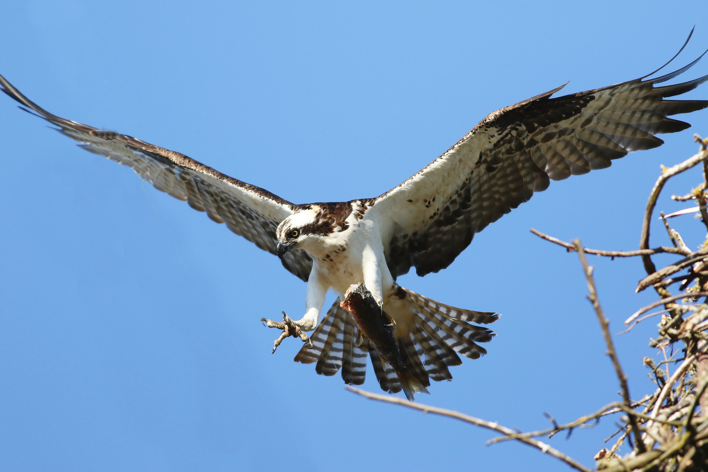 Raggiungere per essa