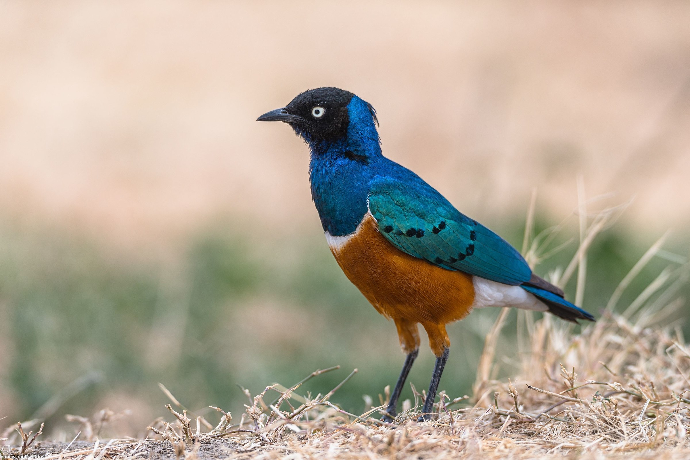 superb starling (Lamprotornis superbus)