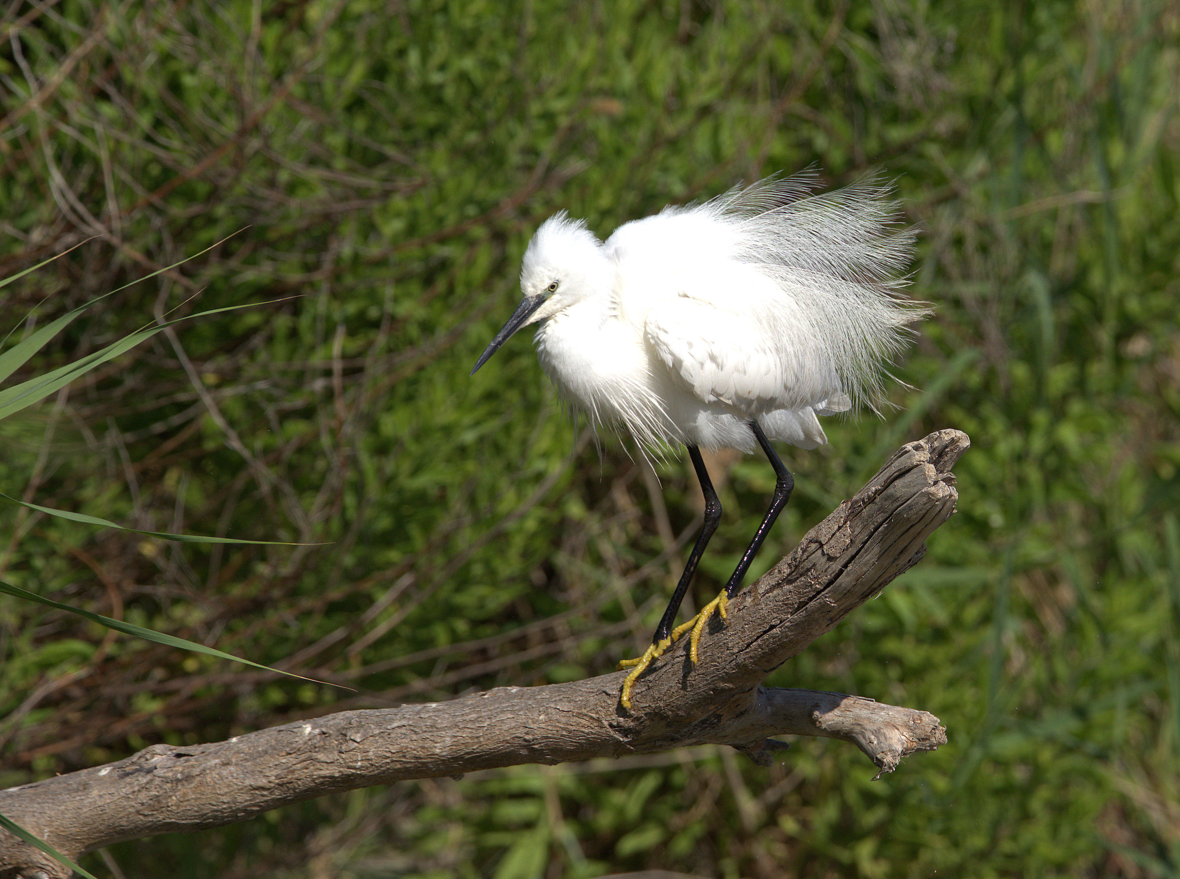 Egret