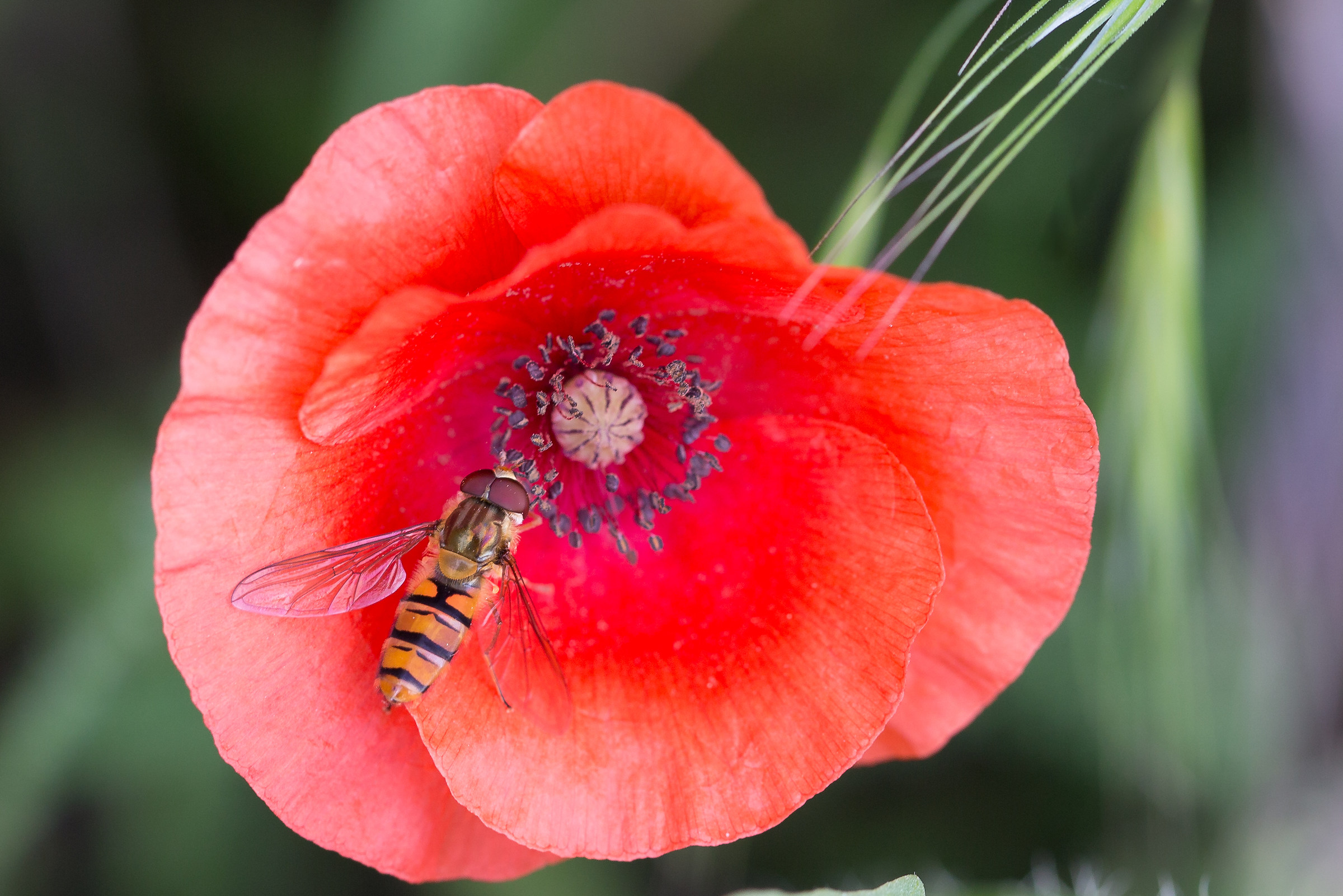 Papavero con visitatore