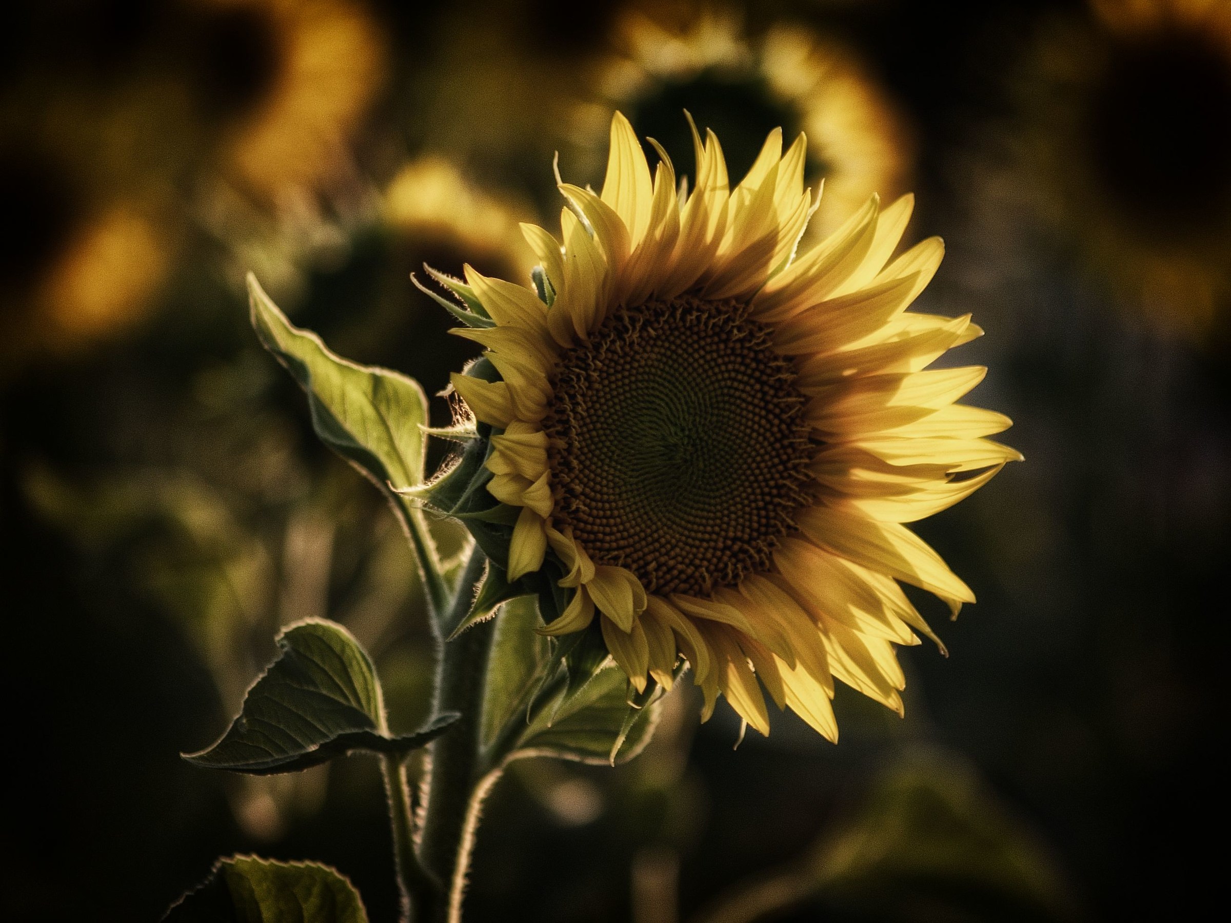 Sunflower