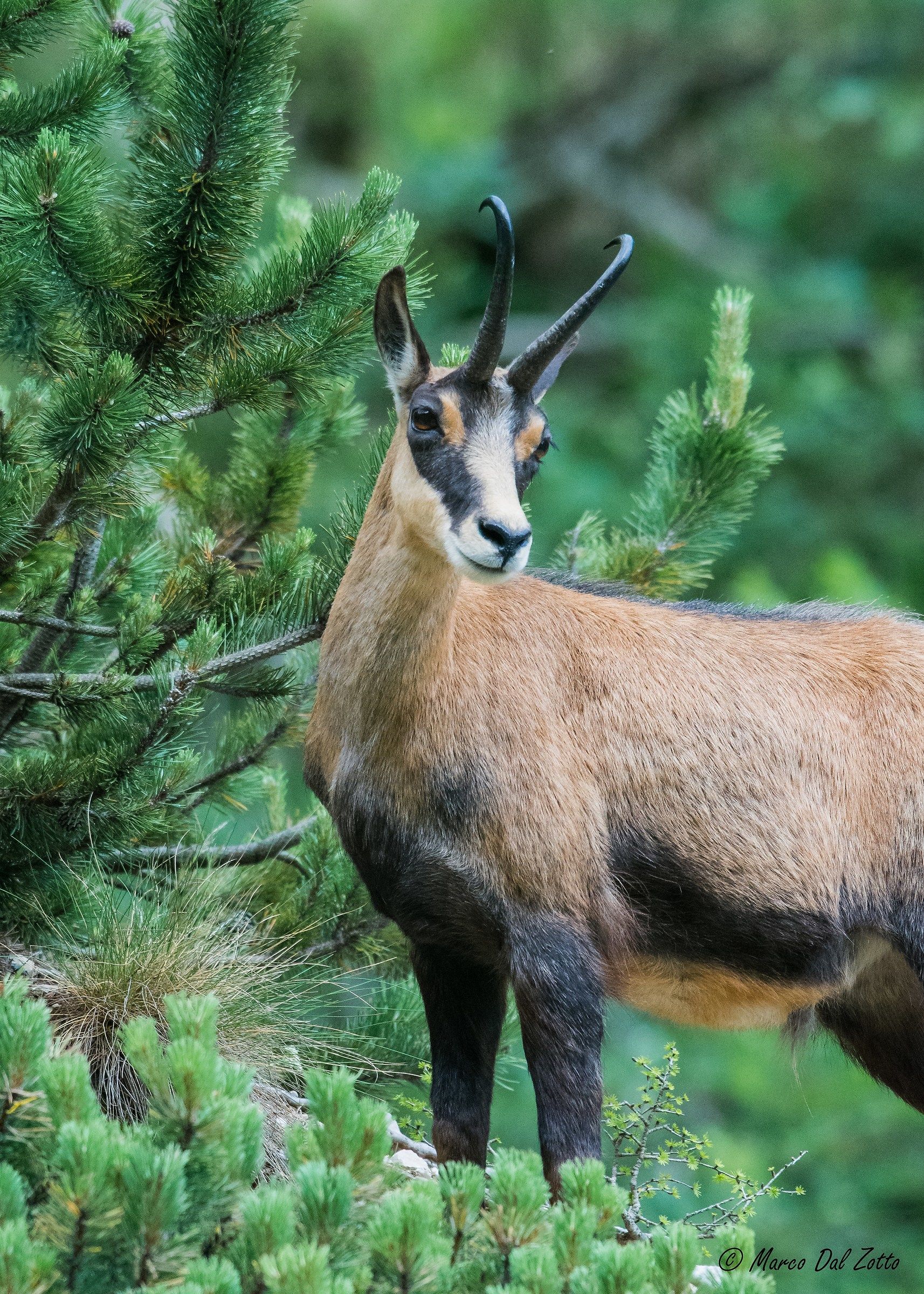 Chamois in Canal Valley in Pasubio
