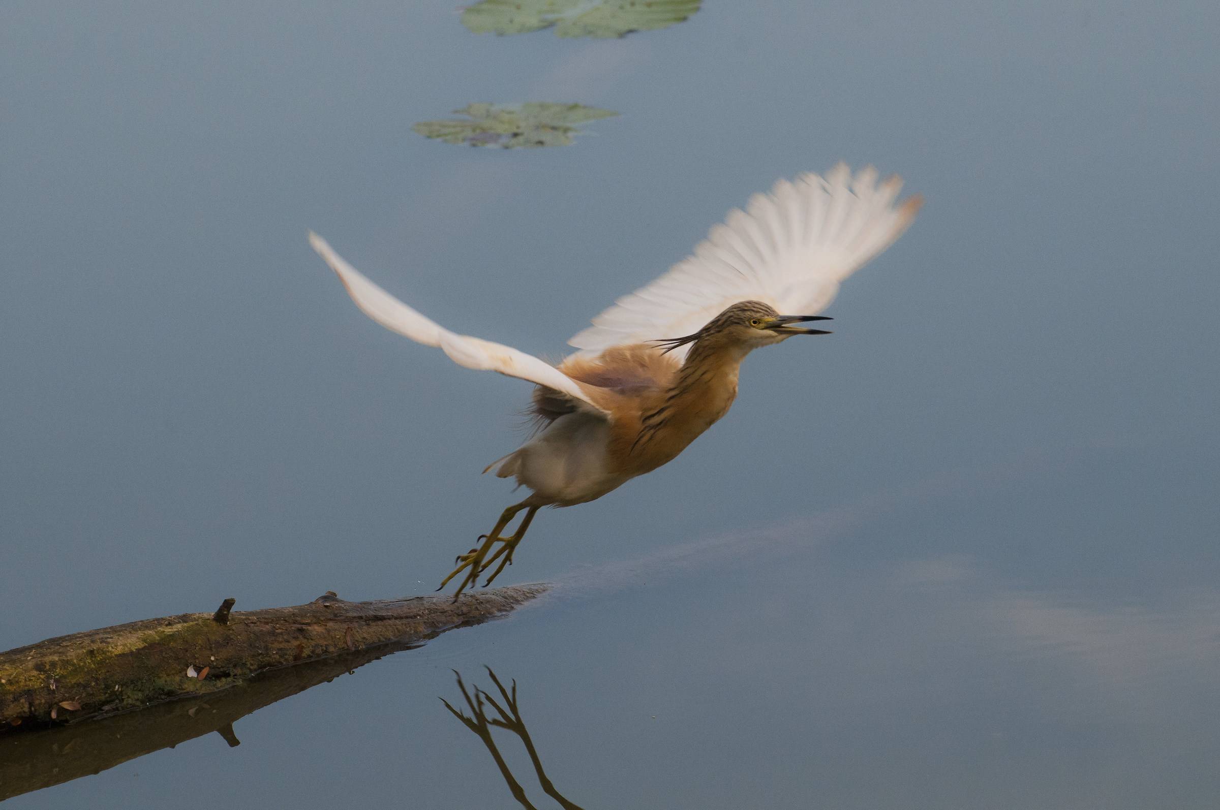 Shingle sting (Ardeola ralloides) - takeoff