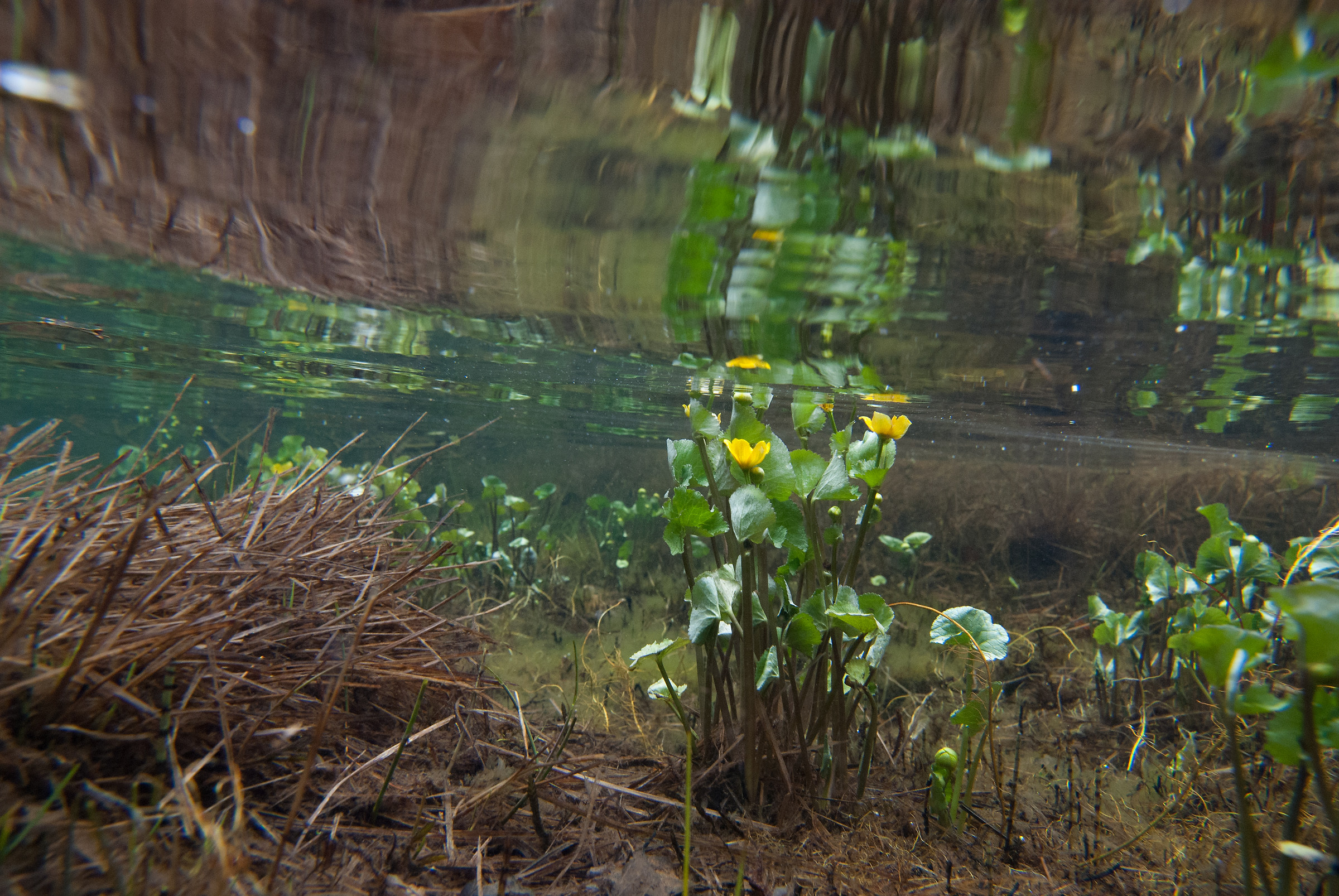 Even underwater spring breaks