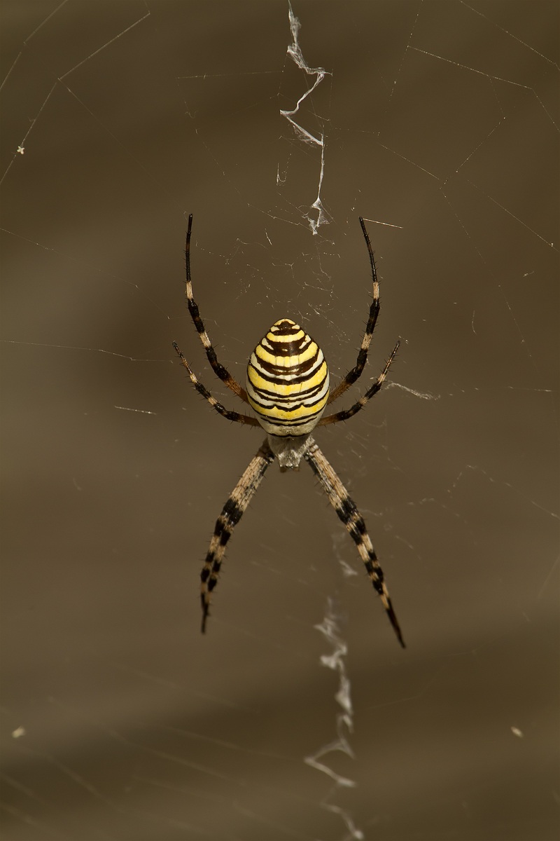 Argiope