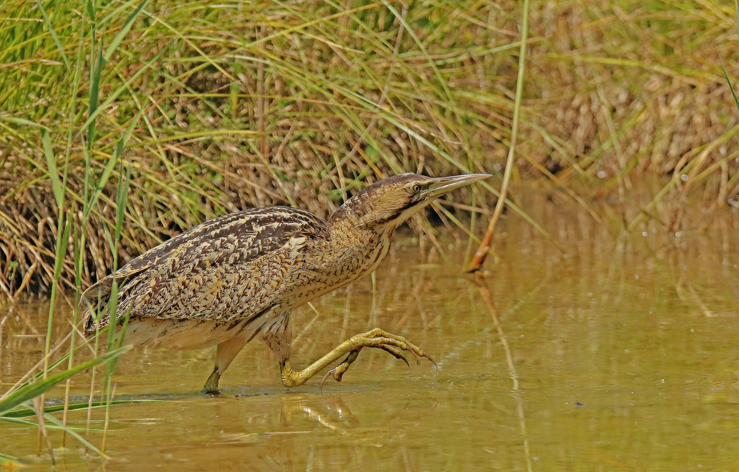 bittern