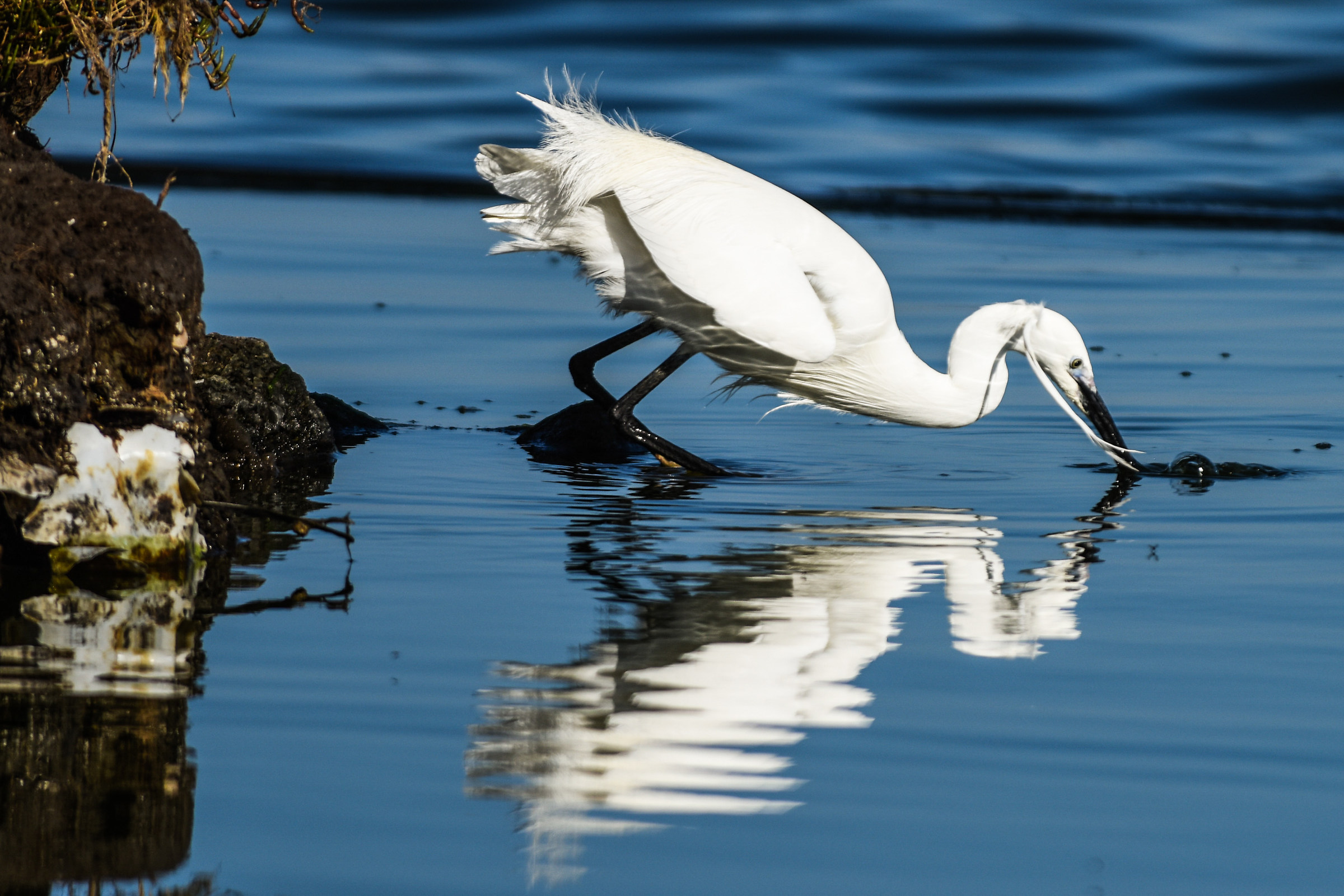 Garzetta Laguna Orbetello