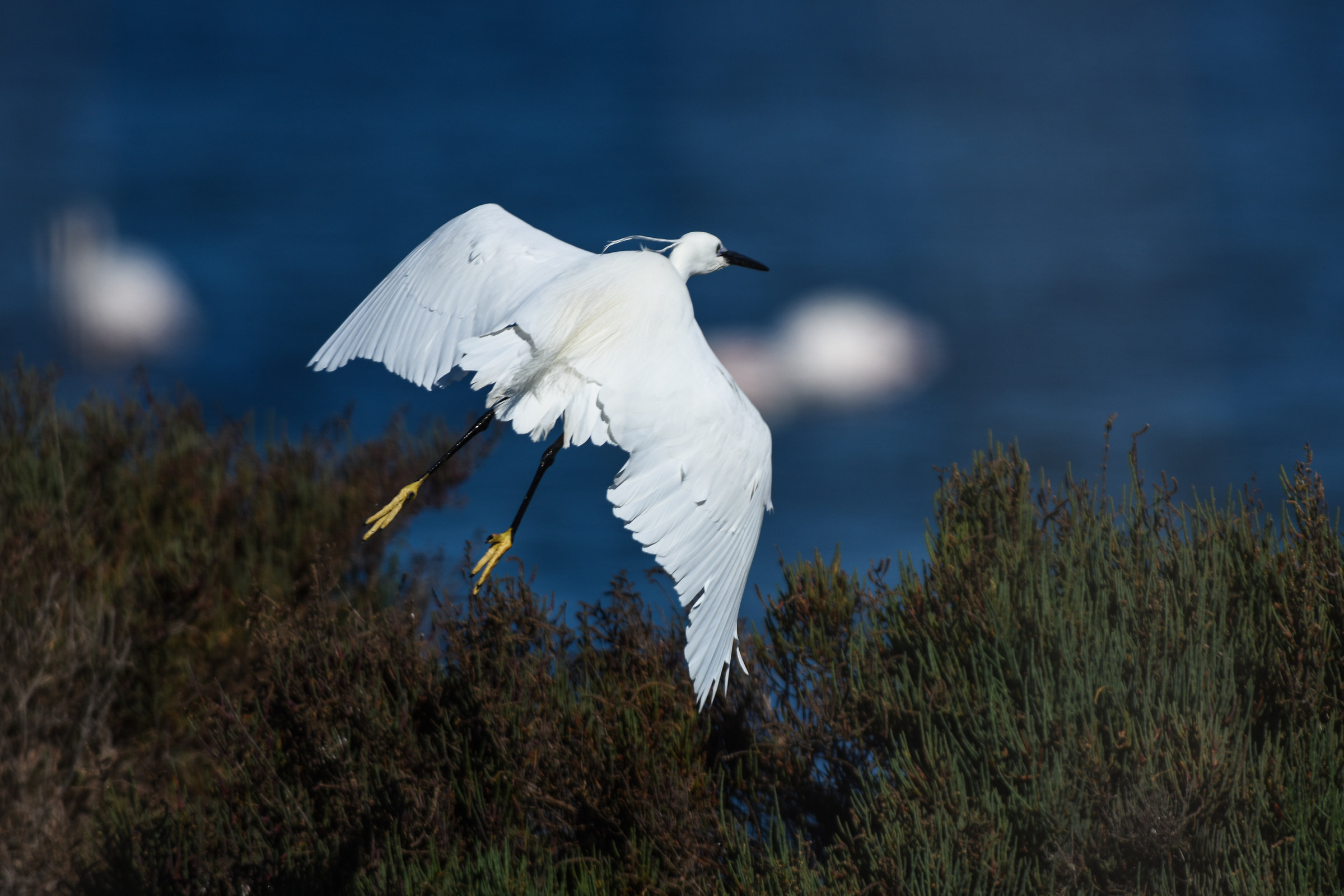 Garzetta Laguna Orbetello 1