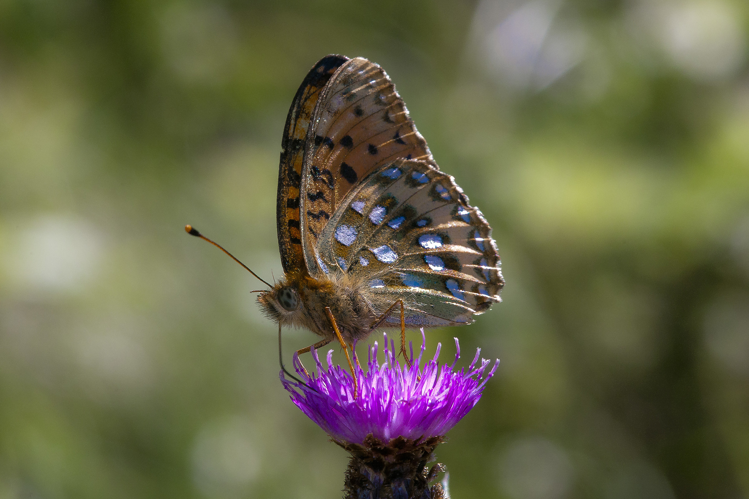 Argynnis aglaja