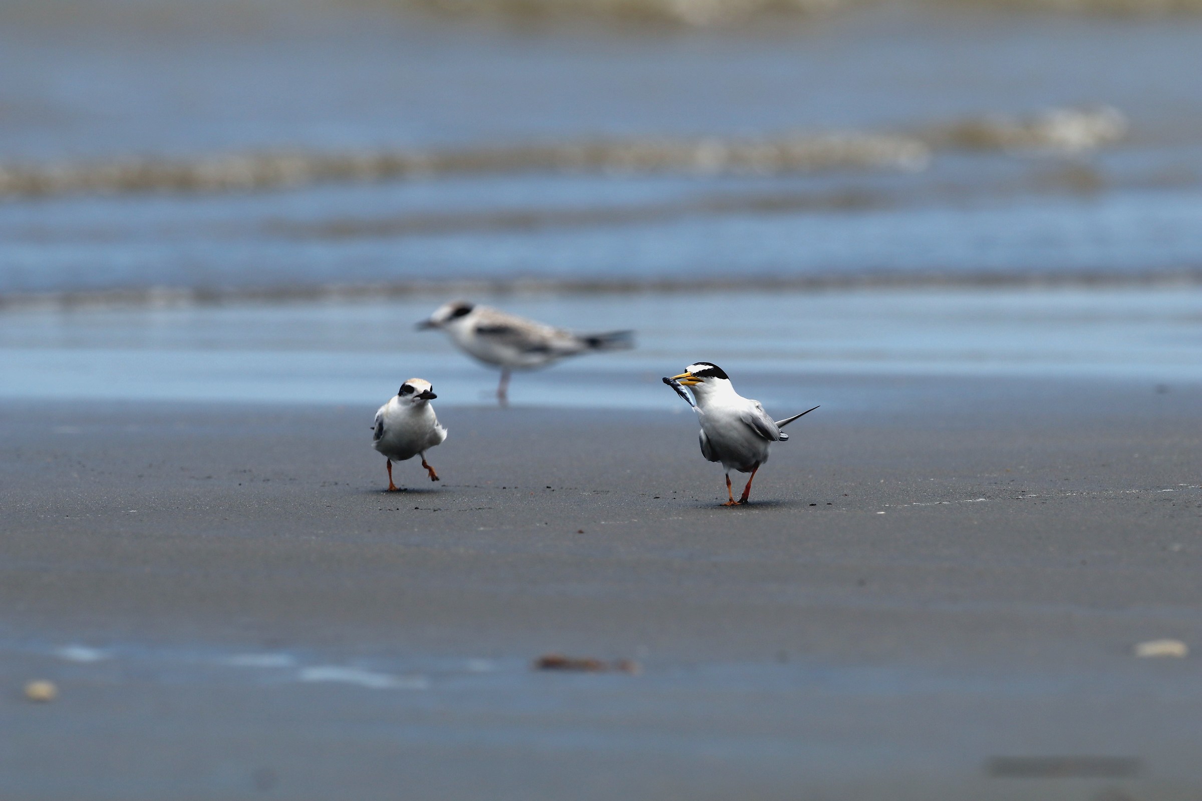 Little Tern