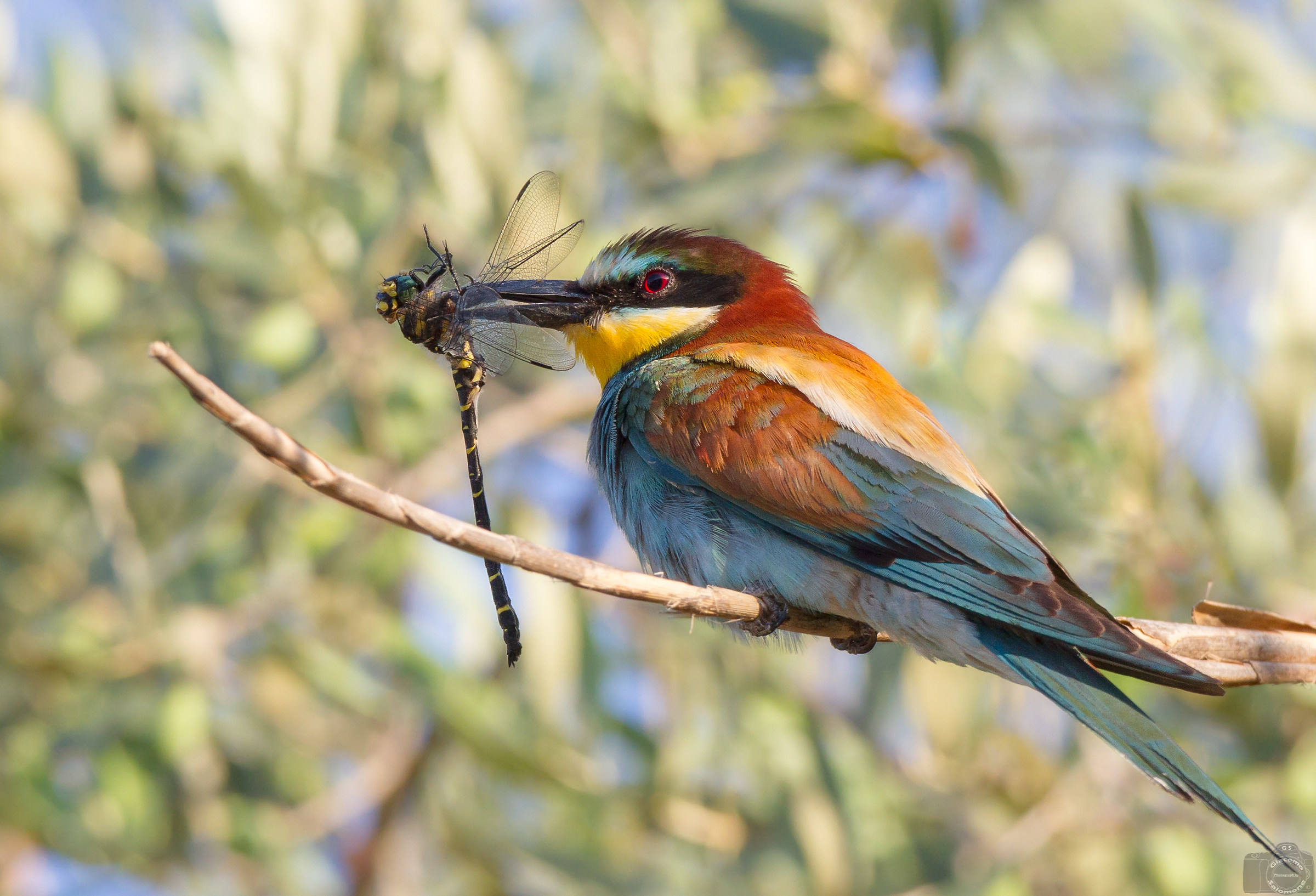 Gruccione and breakfast for the little ones in the morning.