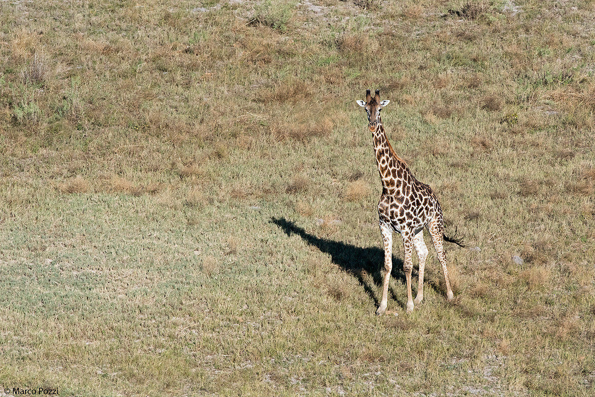 Lonely giraffe