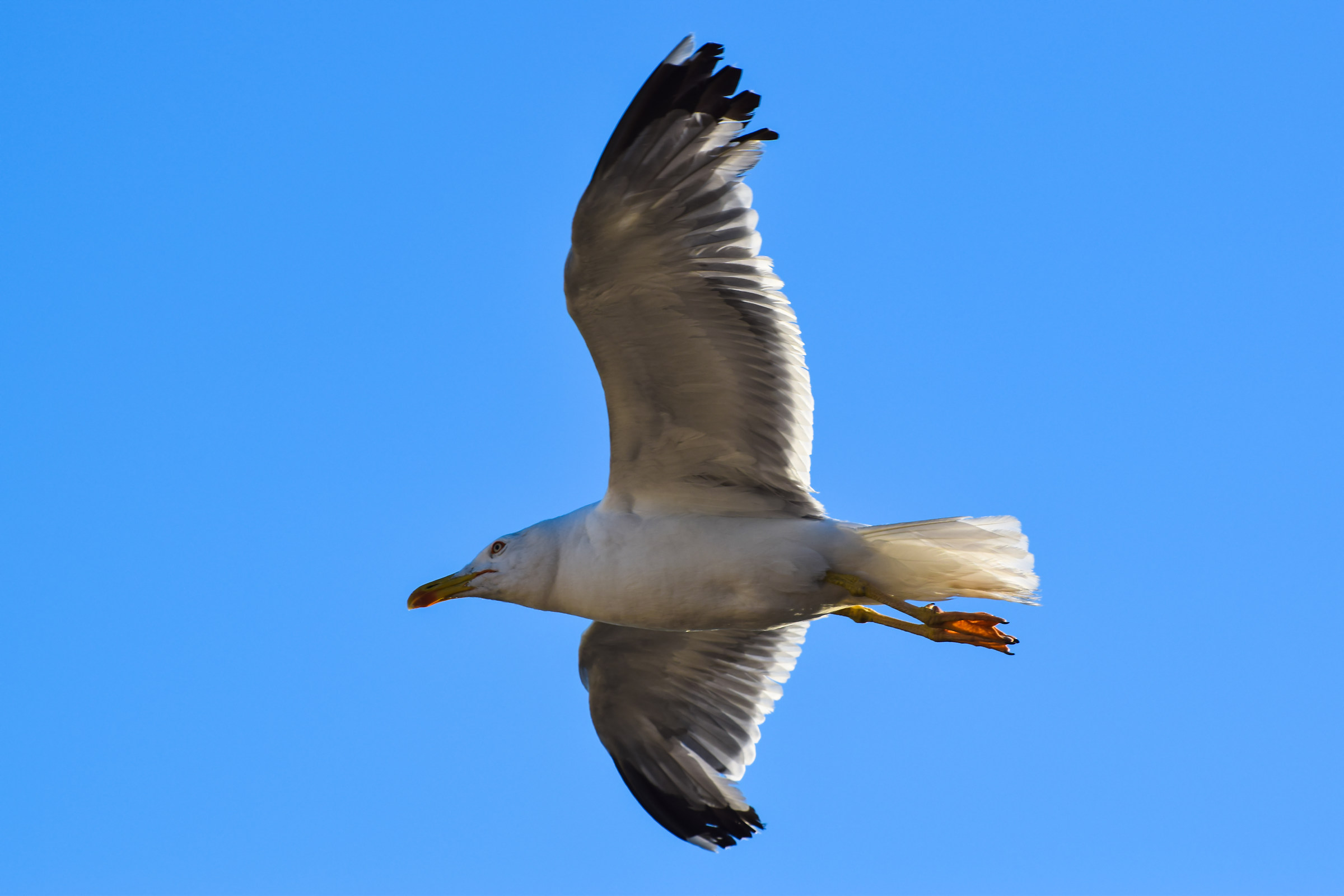 Gull in flight