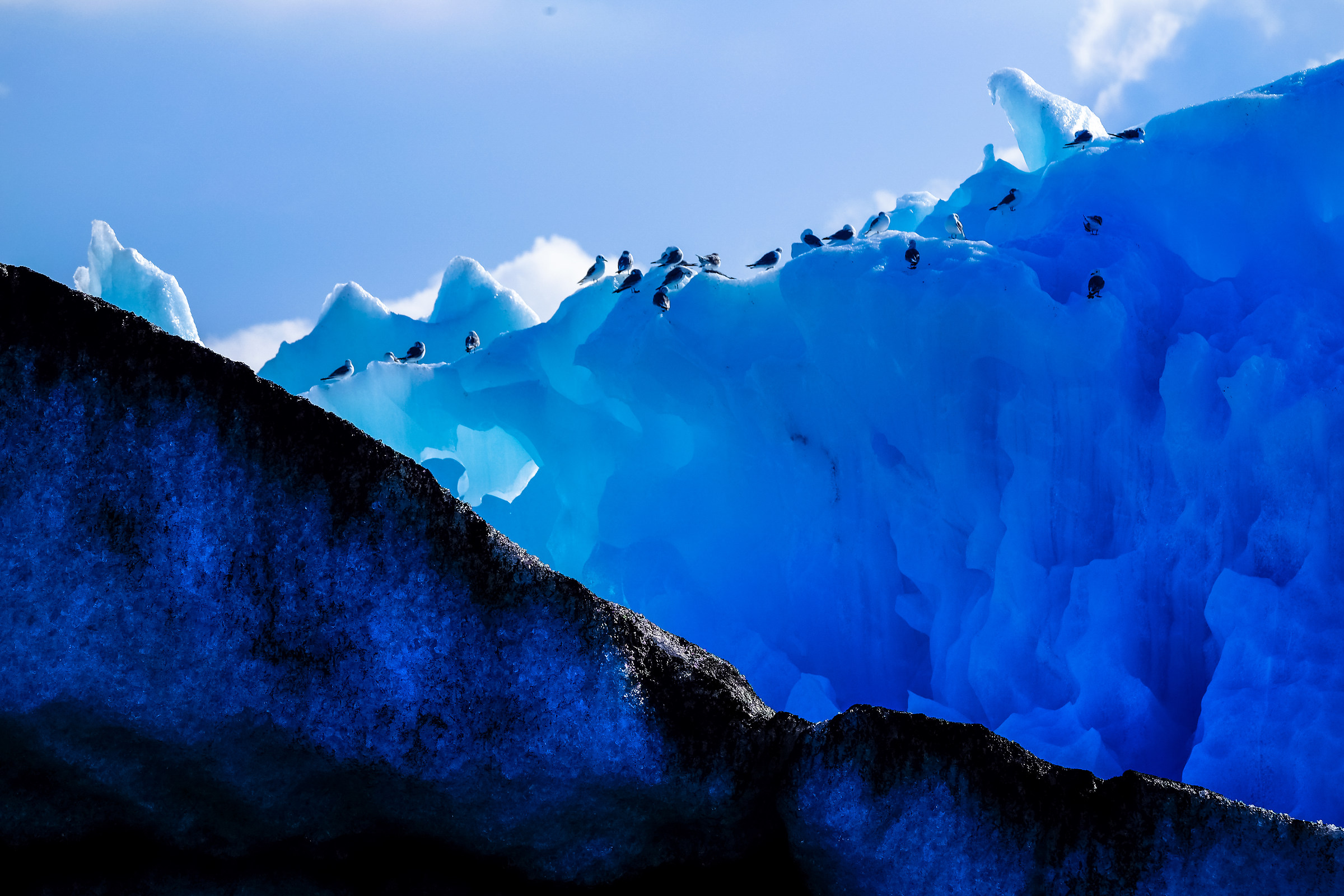 Glacier Lagoon Birds