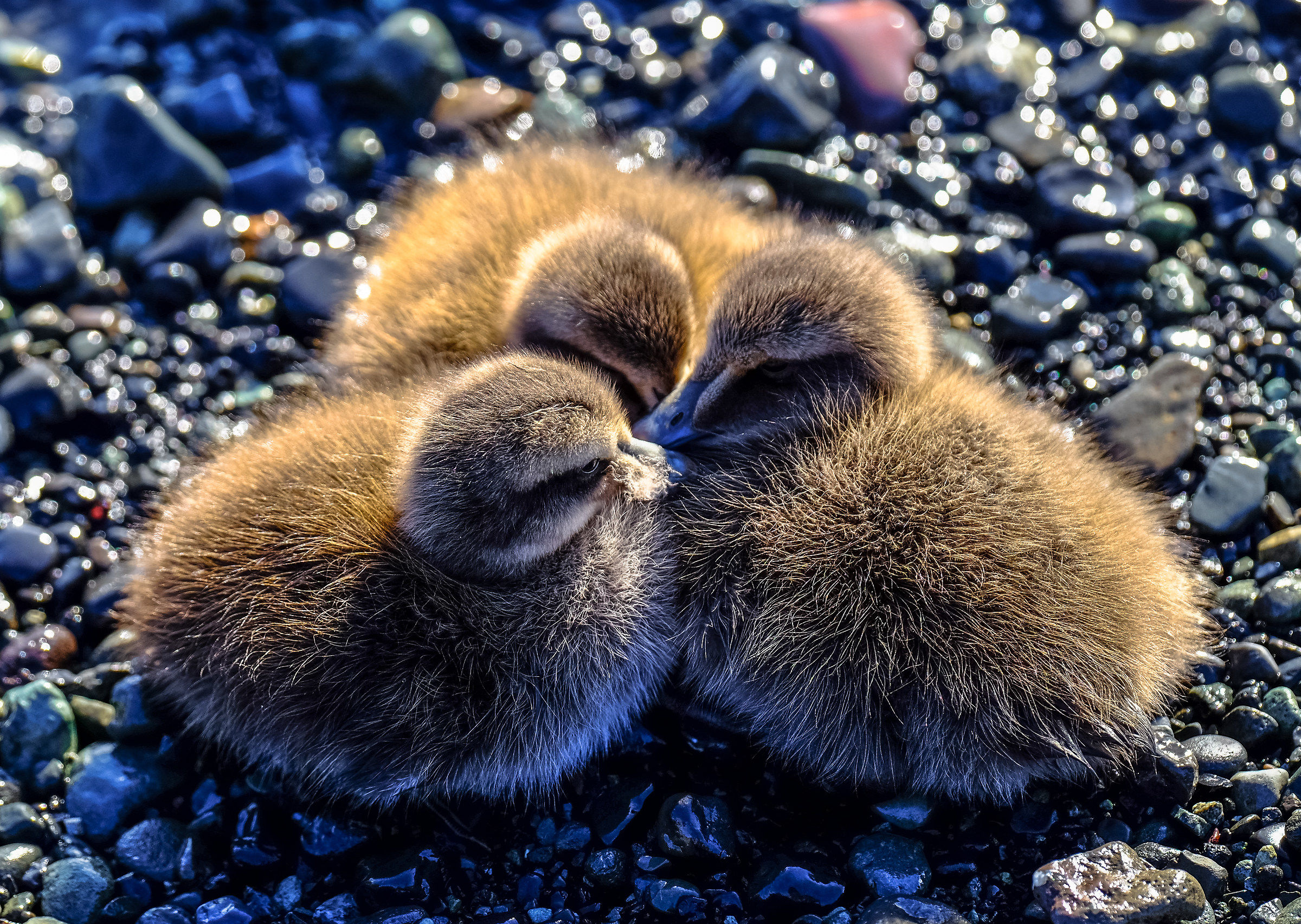 little chicks