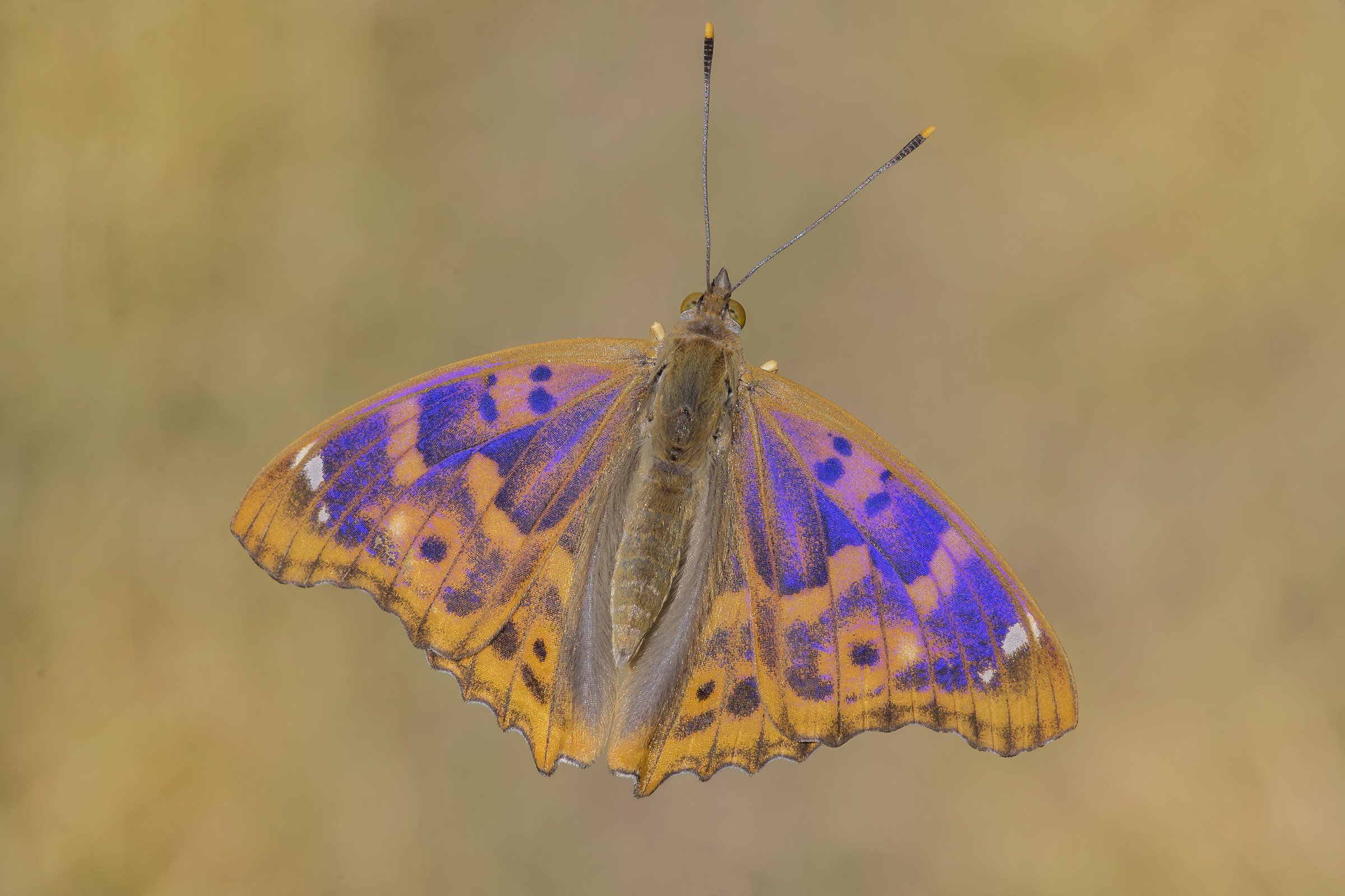 Apathy with open wings