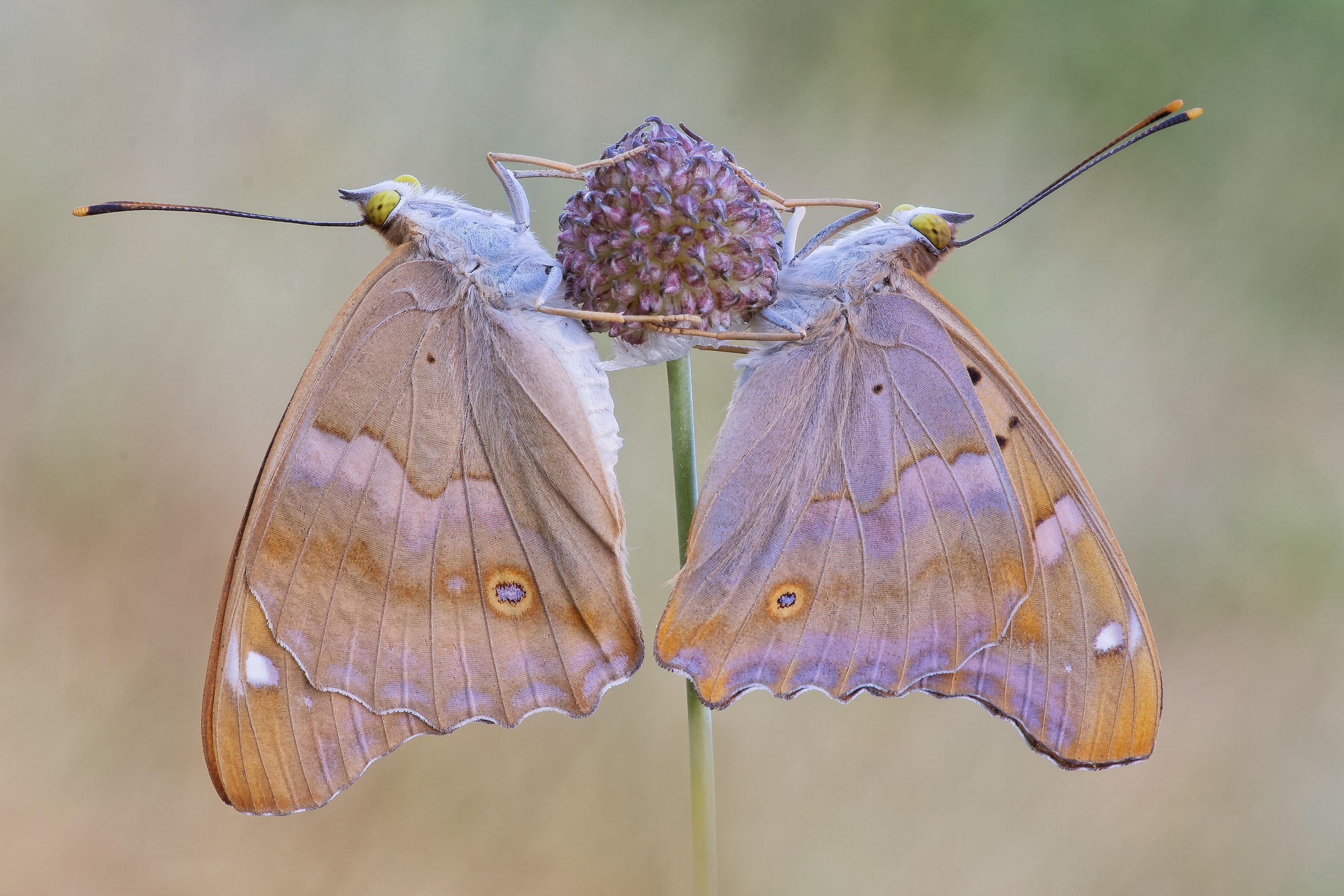 Couple of Apatia ilia