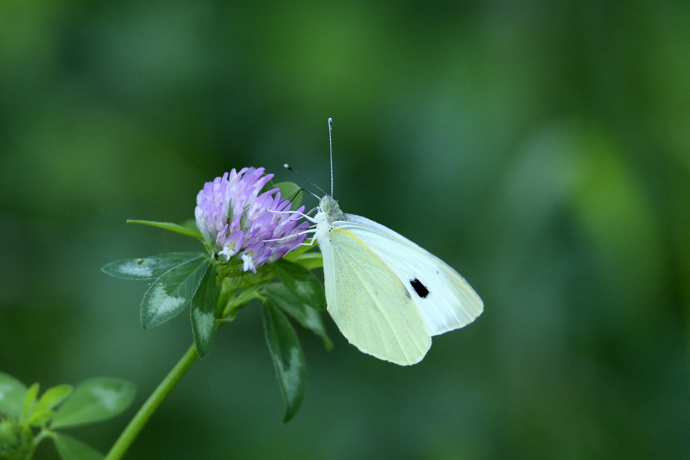 Butterfly on flower