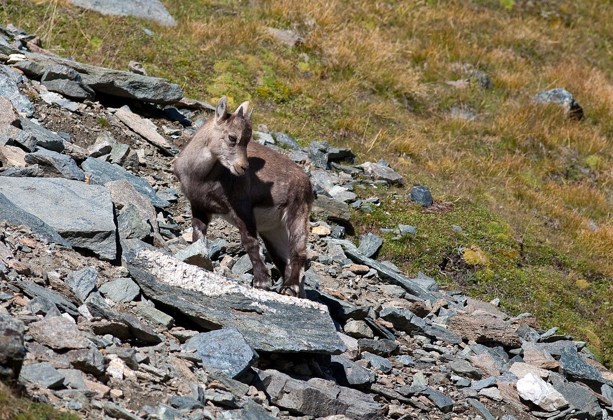 Piccolo di stambecco