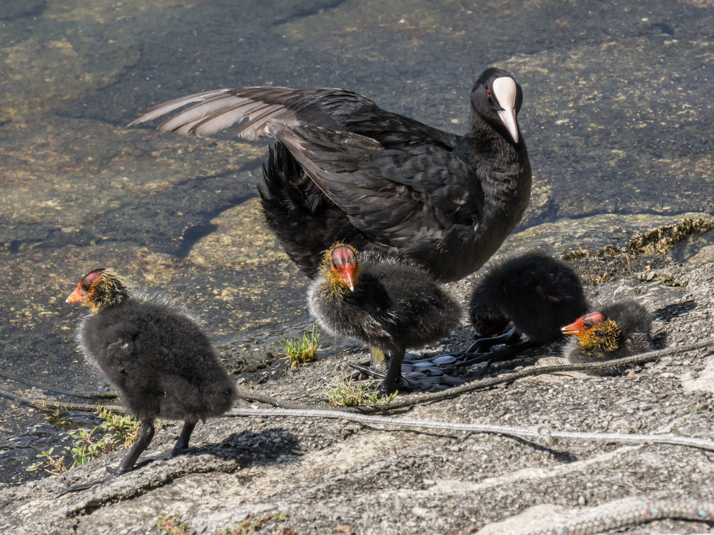 Folaga with four chicks