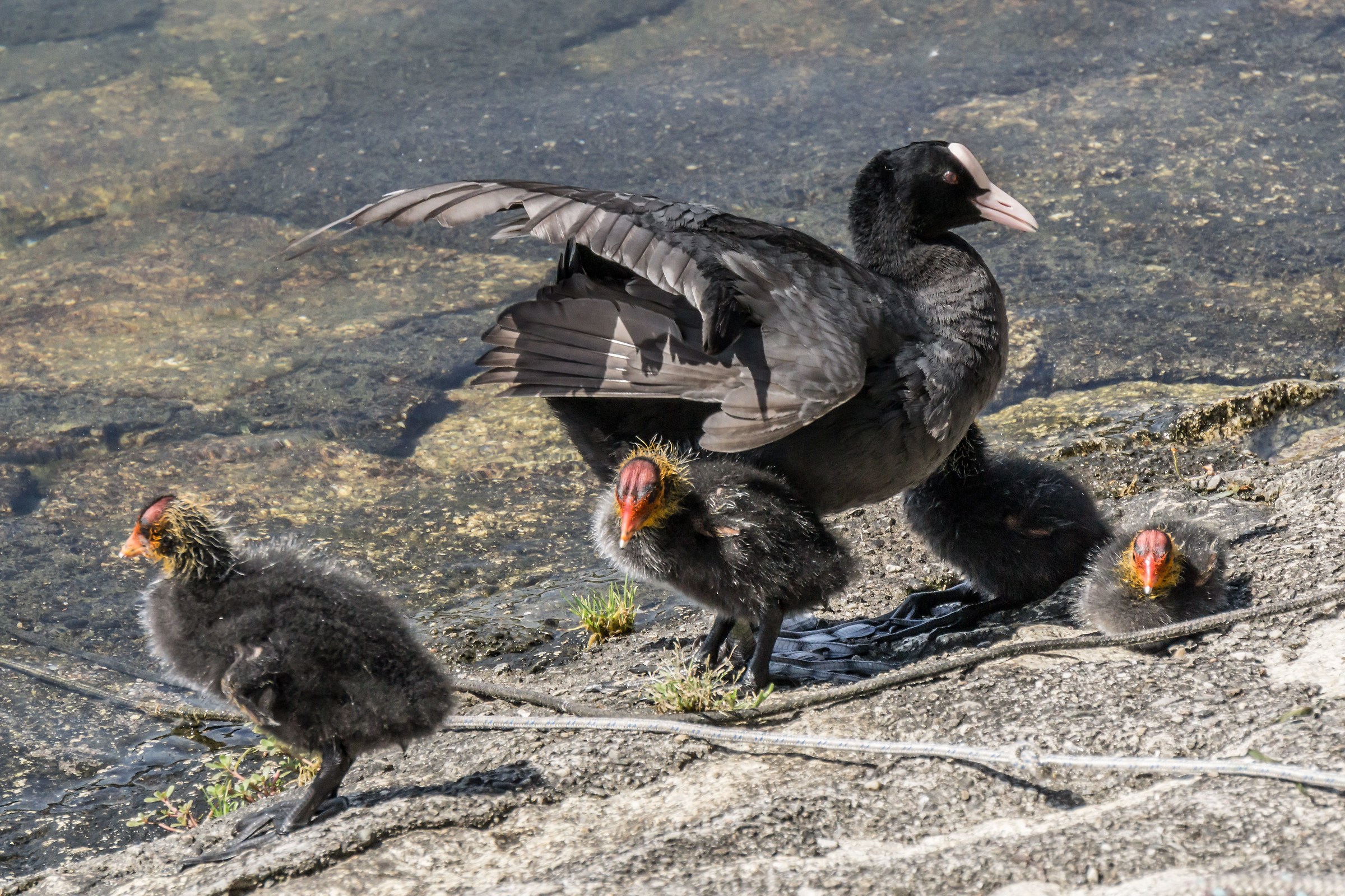 Folaga with four chicks