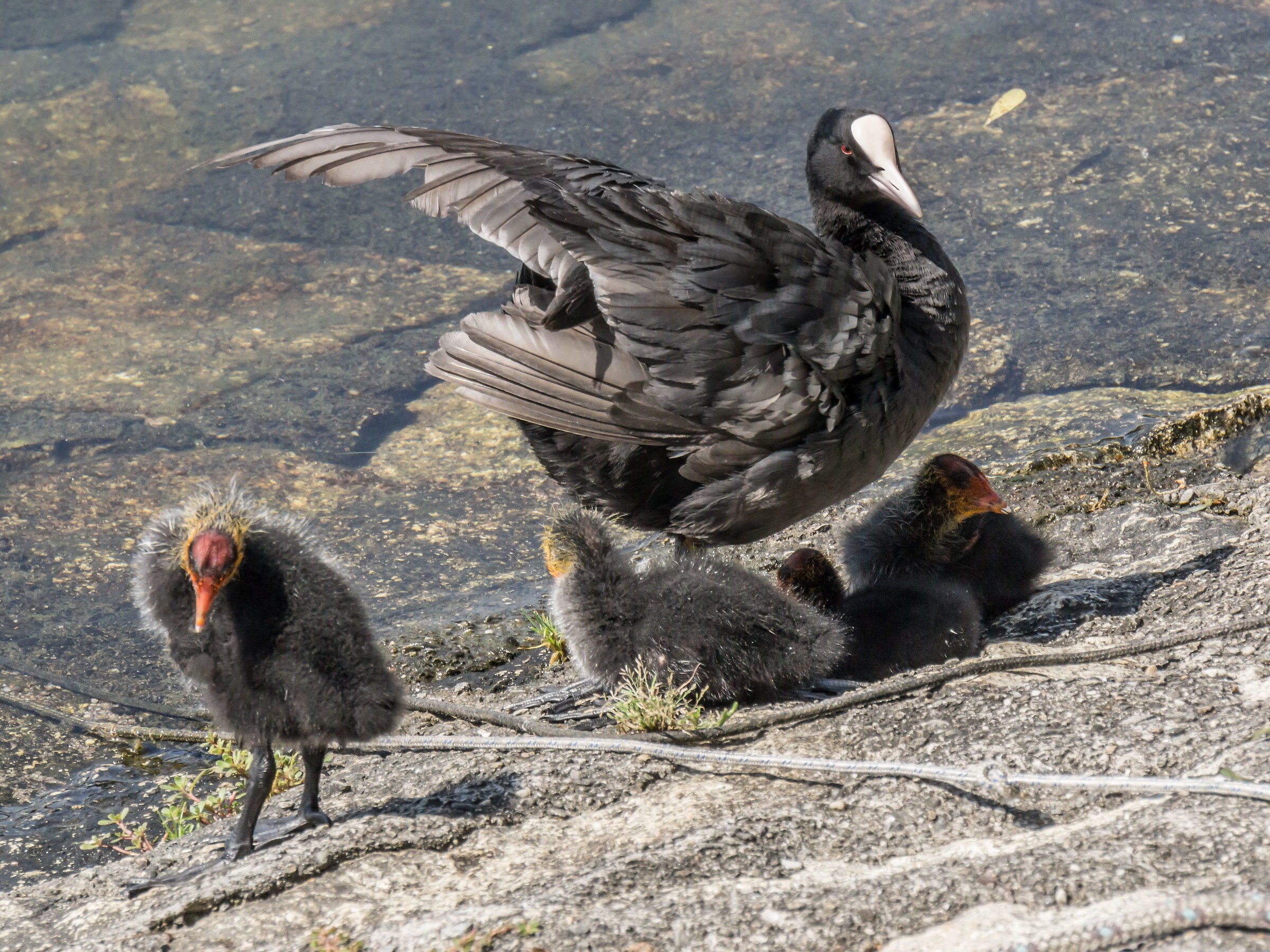 Folaga with four chicks
