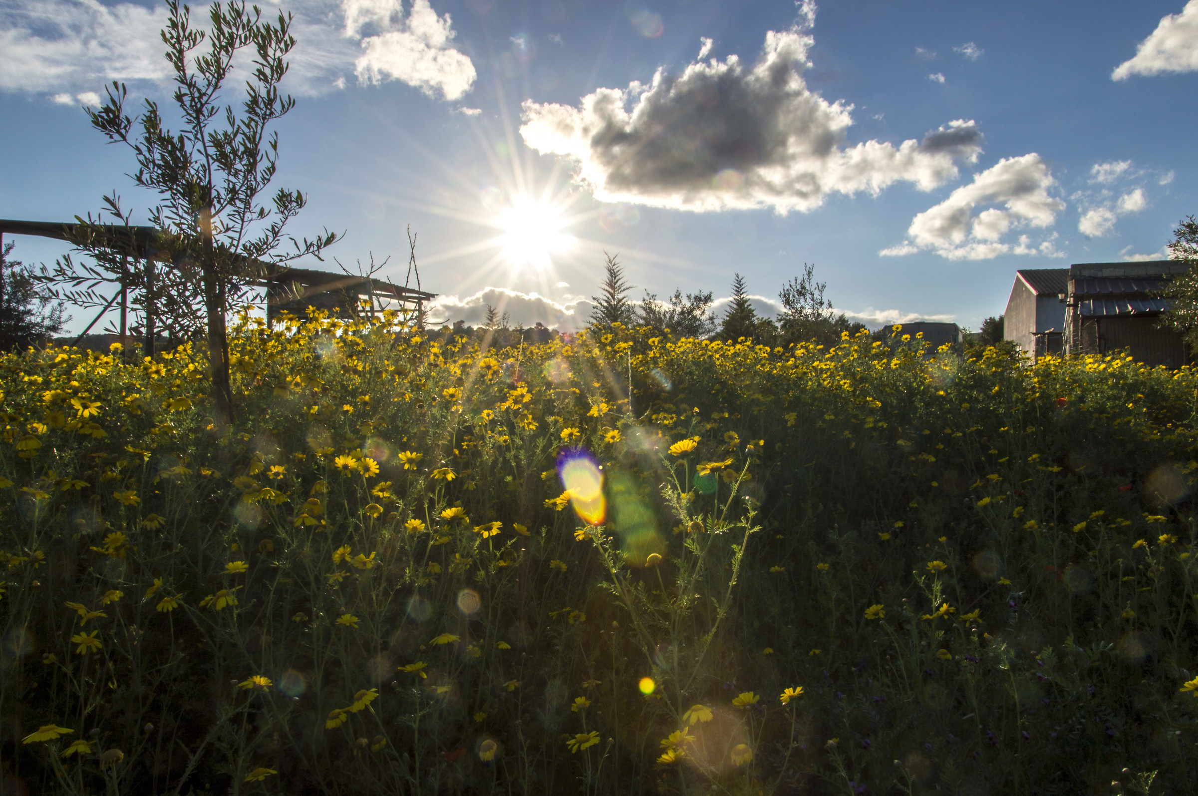 Daisies between rays of sun