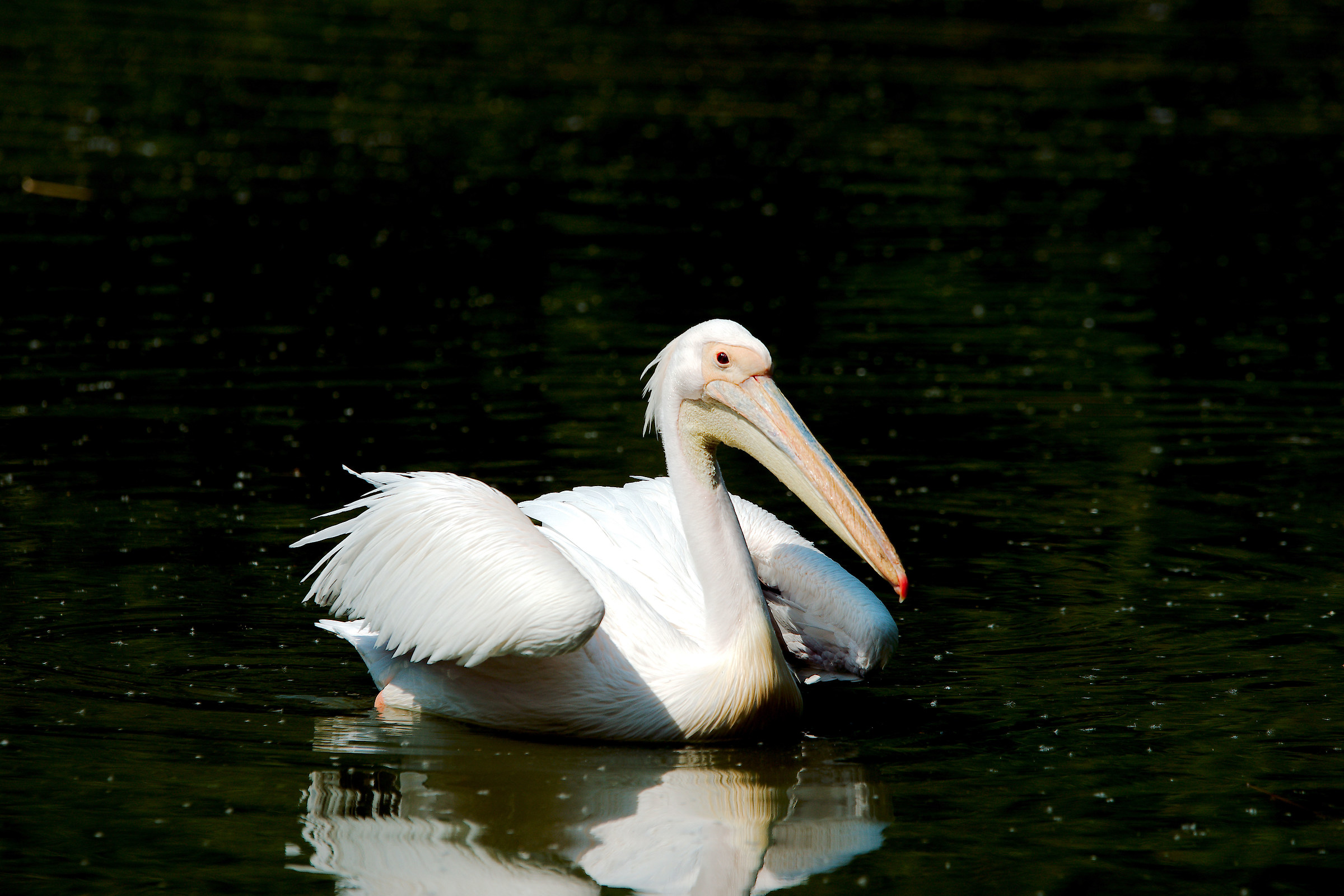 Oasi di Sant'Alessio prova sigma