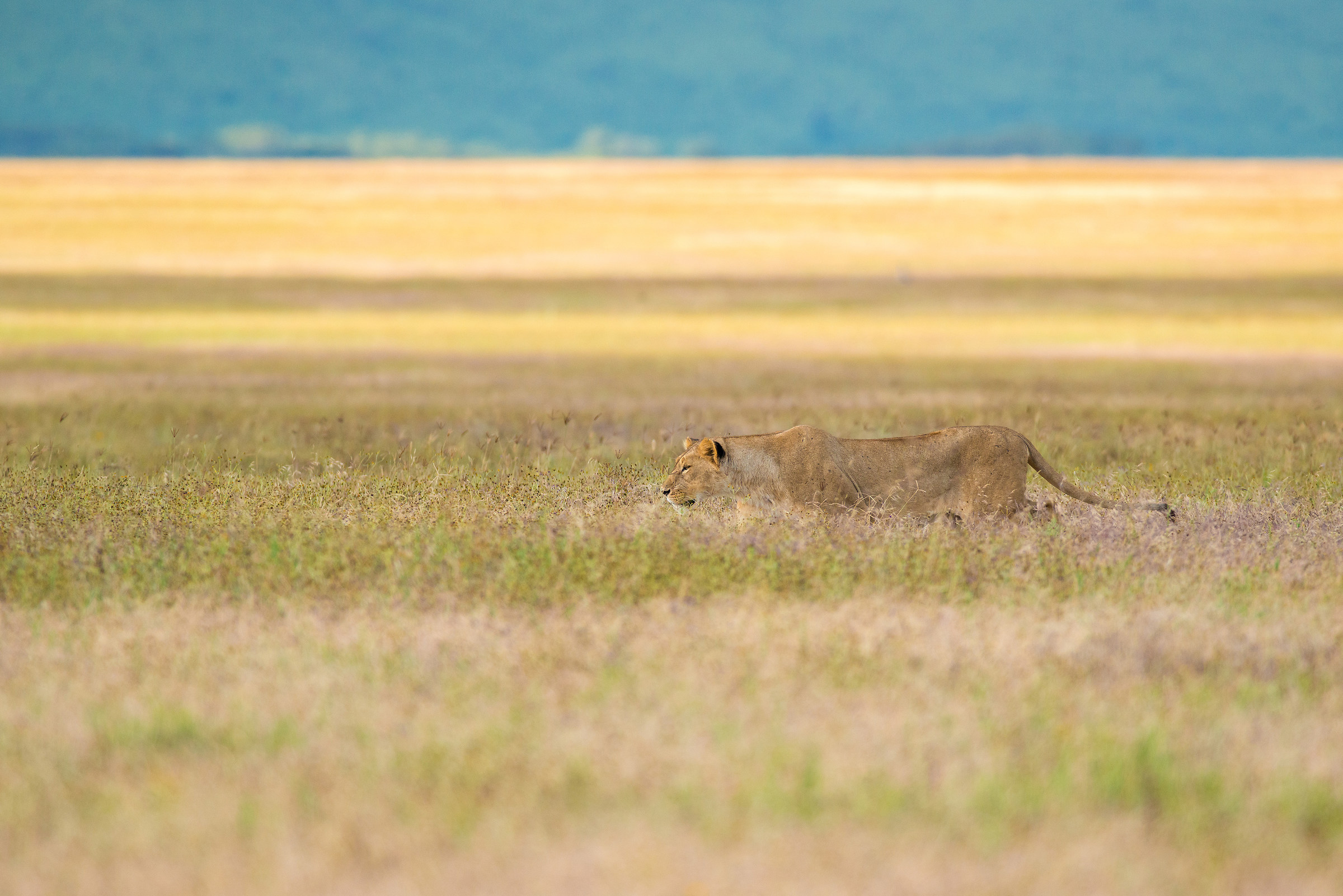 Hunting Lioness