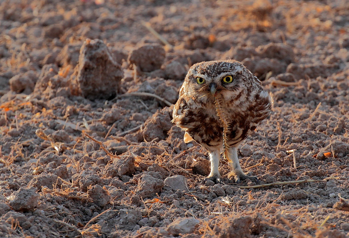 Owl with prey