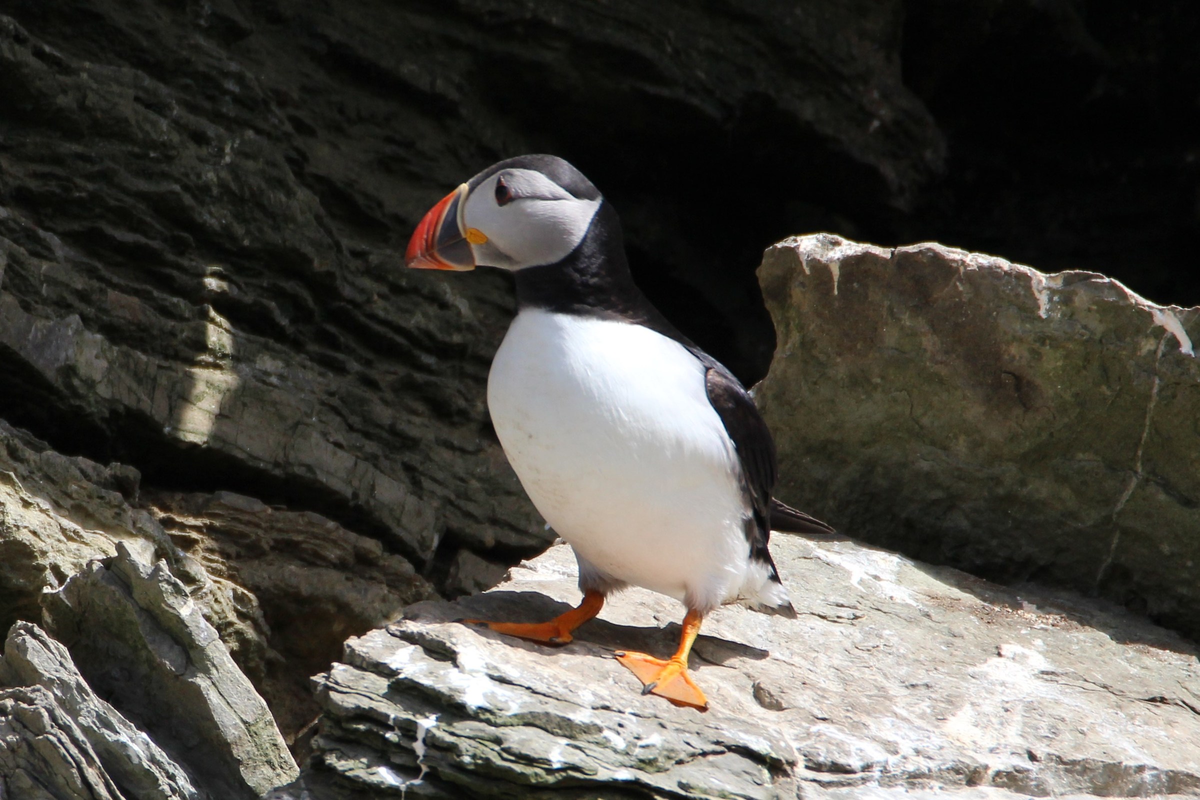 puffin