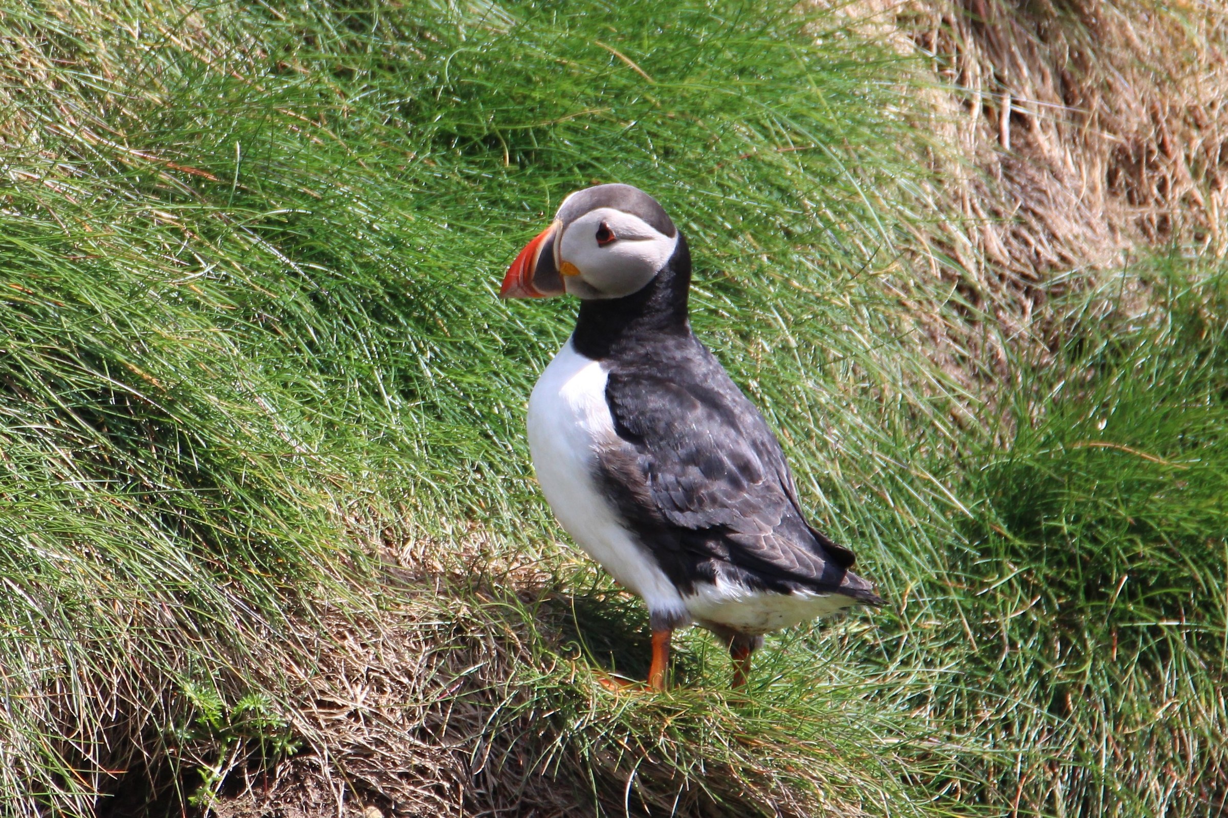 puffin