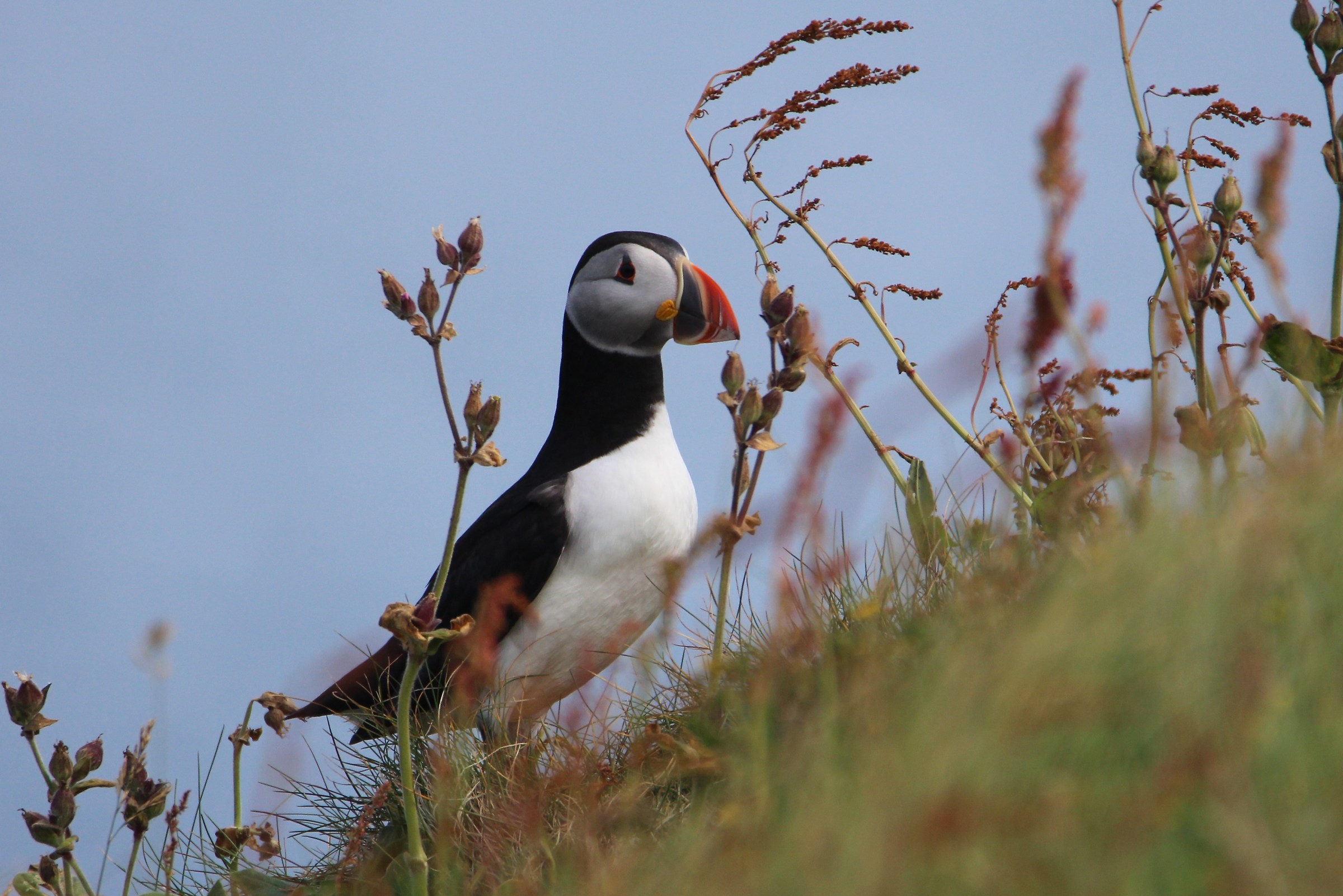 puffin