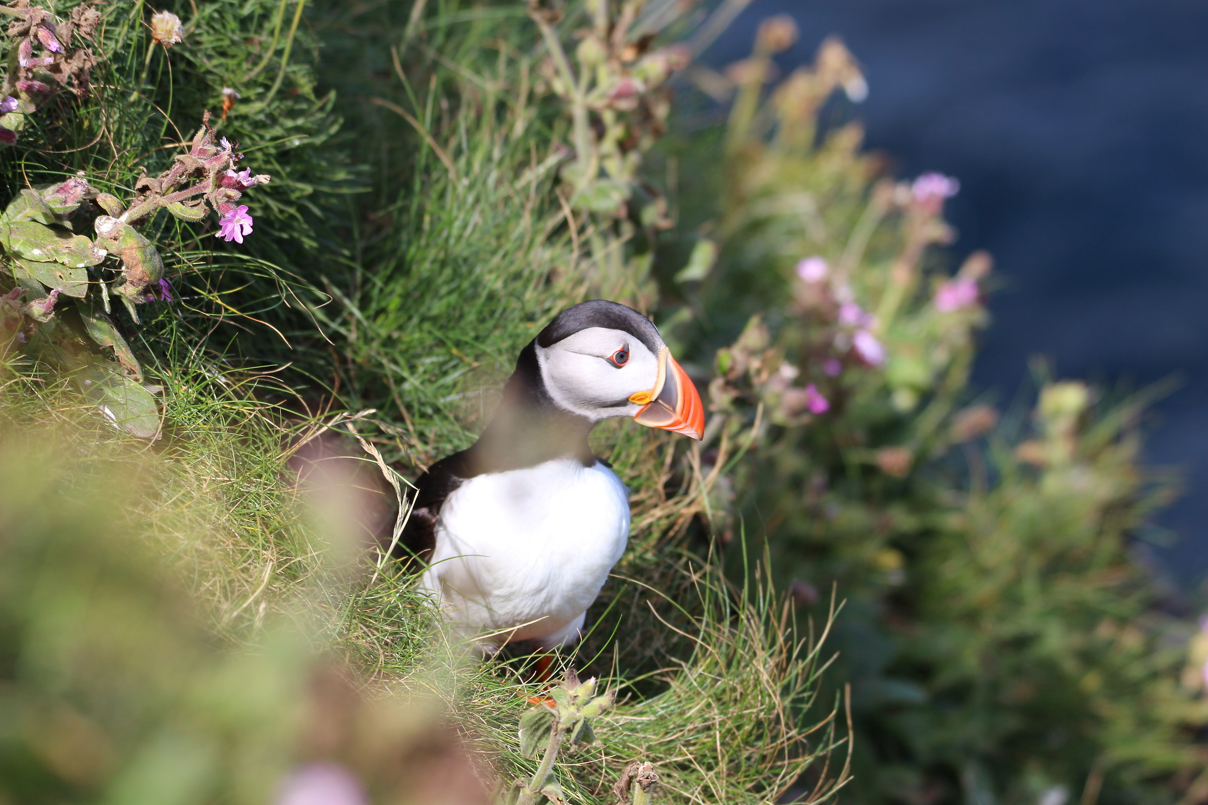 puffin
