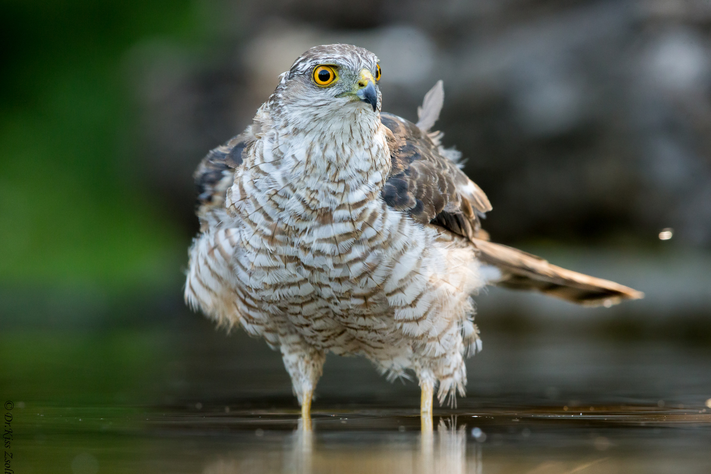 Sparrowhawk di balneazione