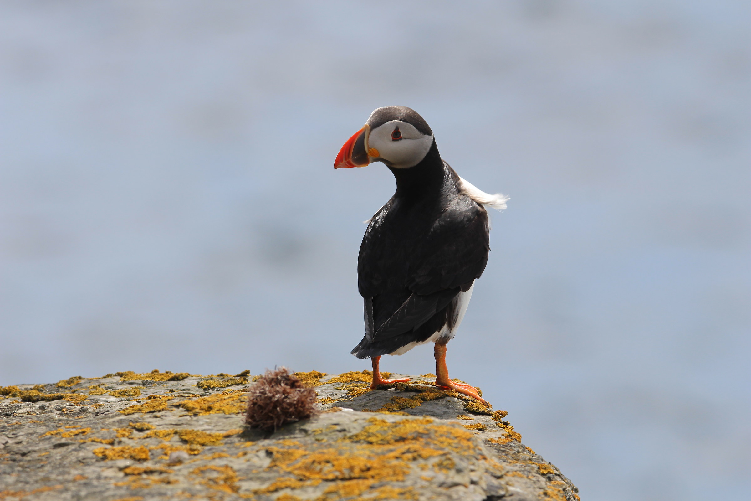 puffin